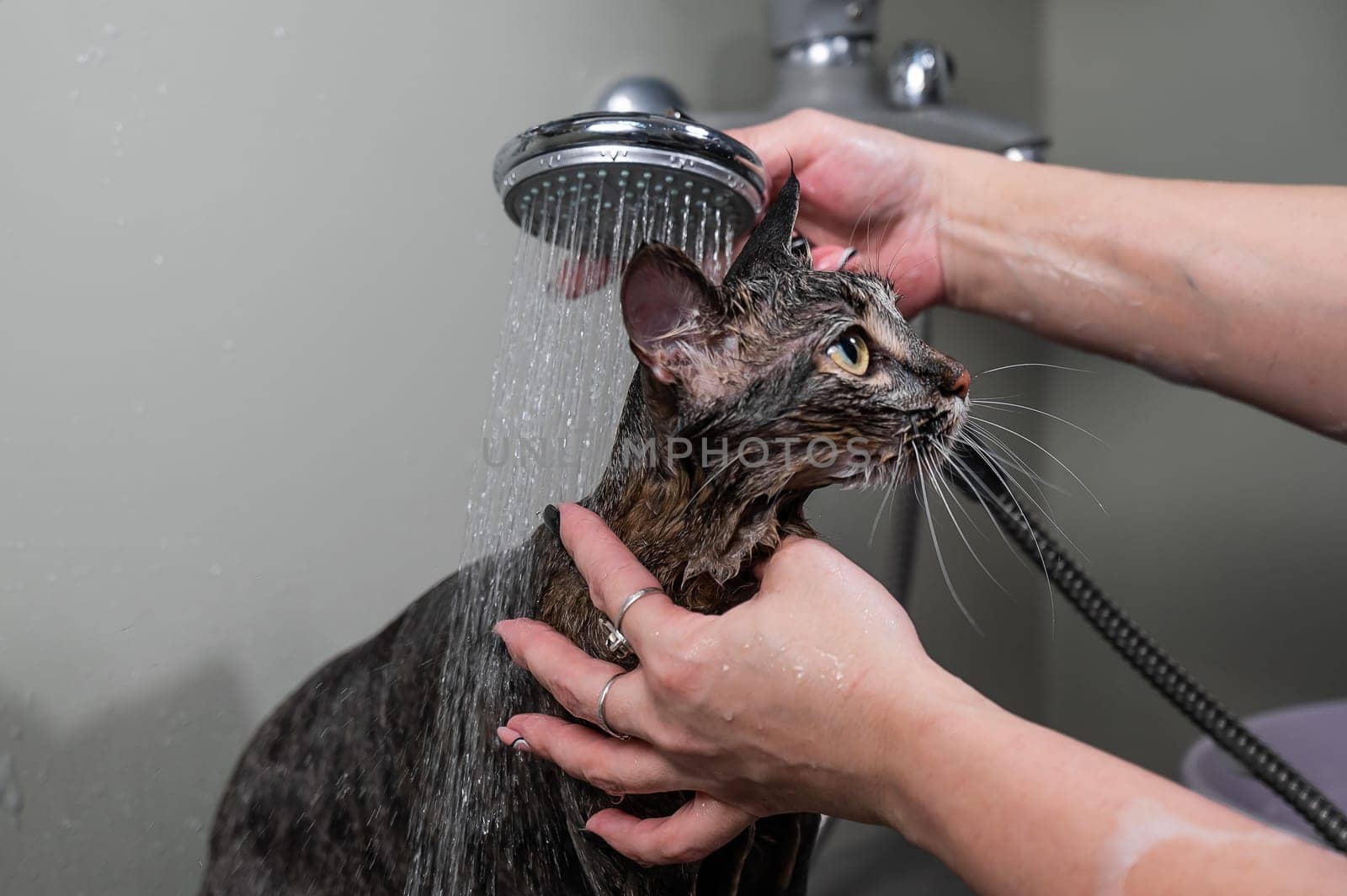 Woman washing a tabby gray cat in a grooming salon