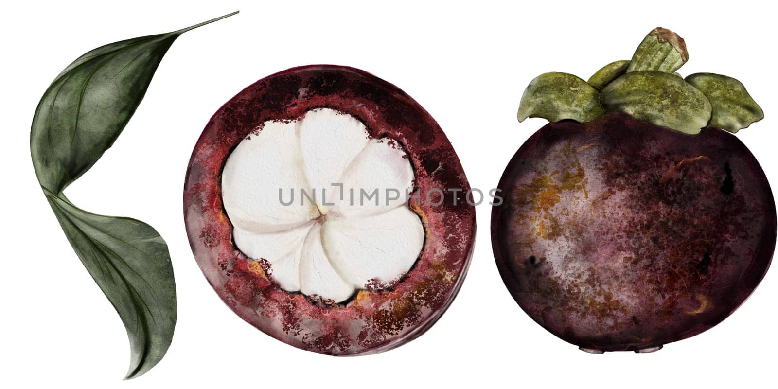 Mangosteen fruit watercolor set. Tropical fruit illustration hand drawing isolated on white background. Botanical clip art of asian food garcinia. Realistic mangostana sketch for designing menus of Thai and vegetarian restaurants and recipes