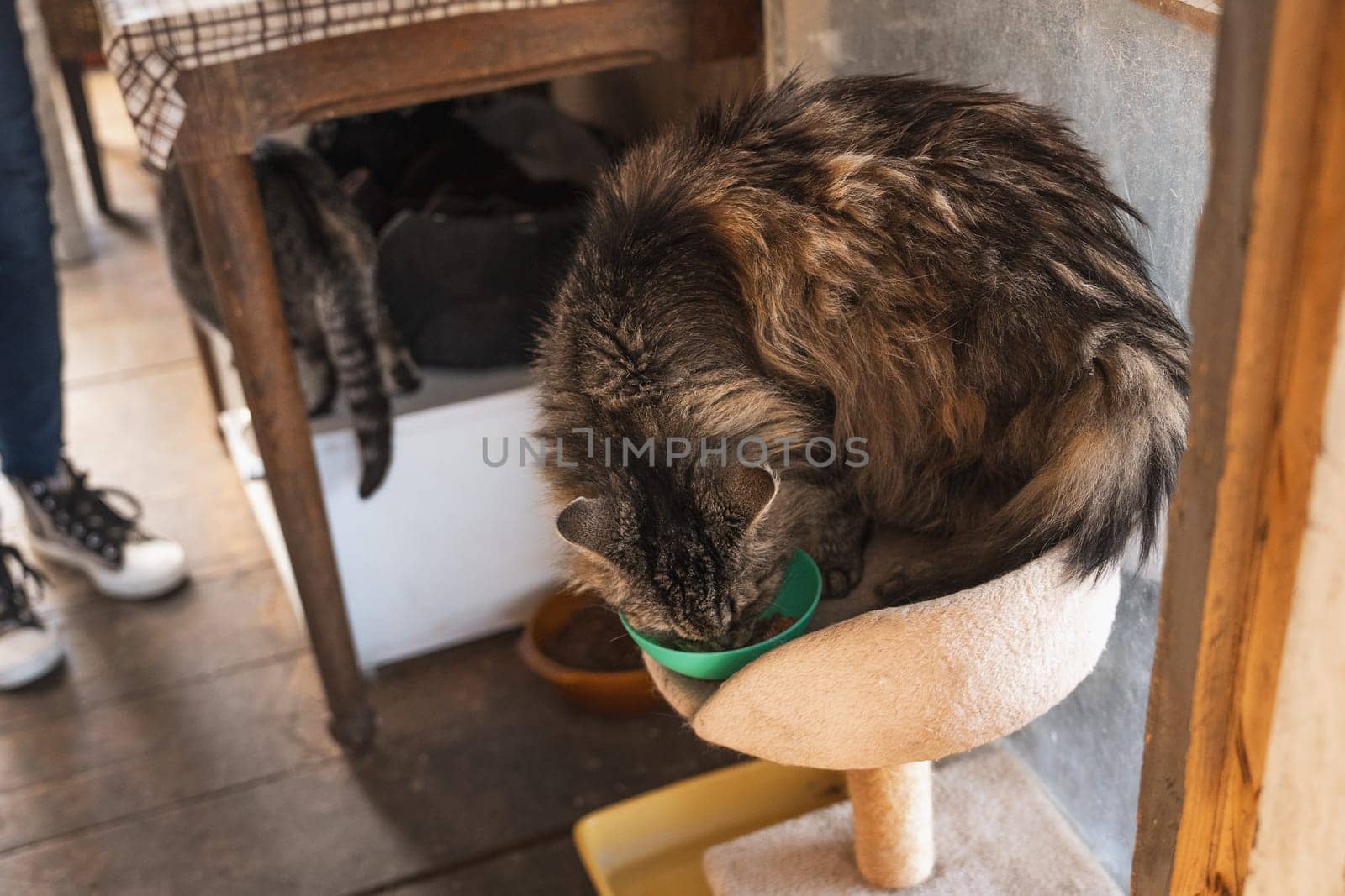 A group of stray cats eating the dry cat food in shelter