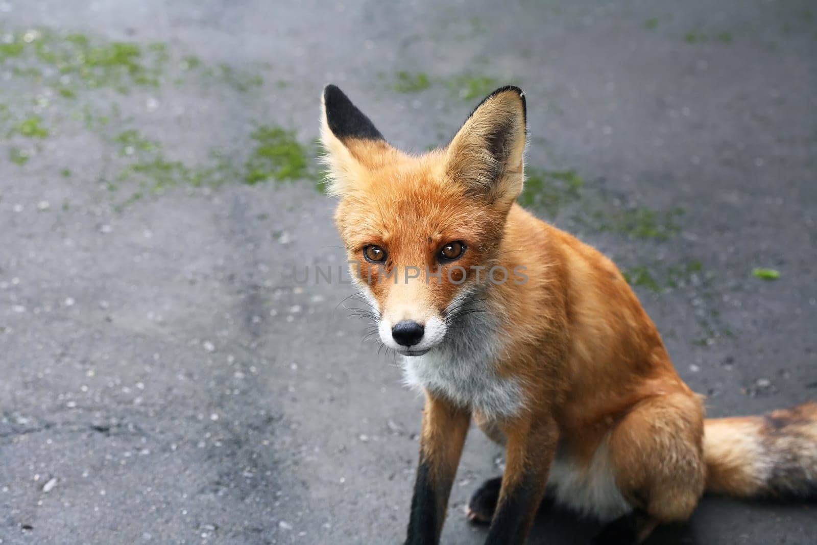 Portrait of a nice wild fox on gray background