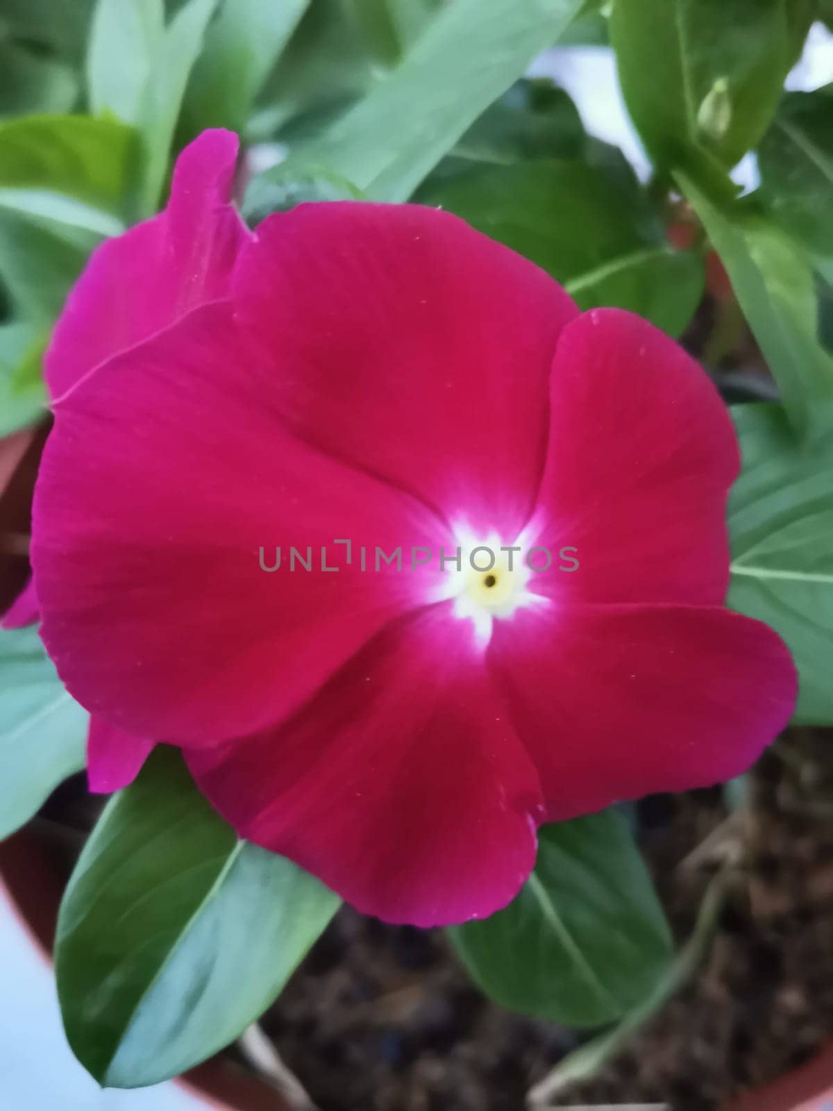 Vinca rosea flowers with green leaves background blossom in the garden.
