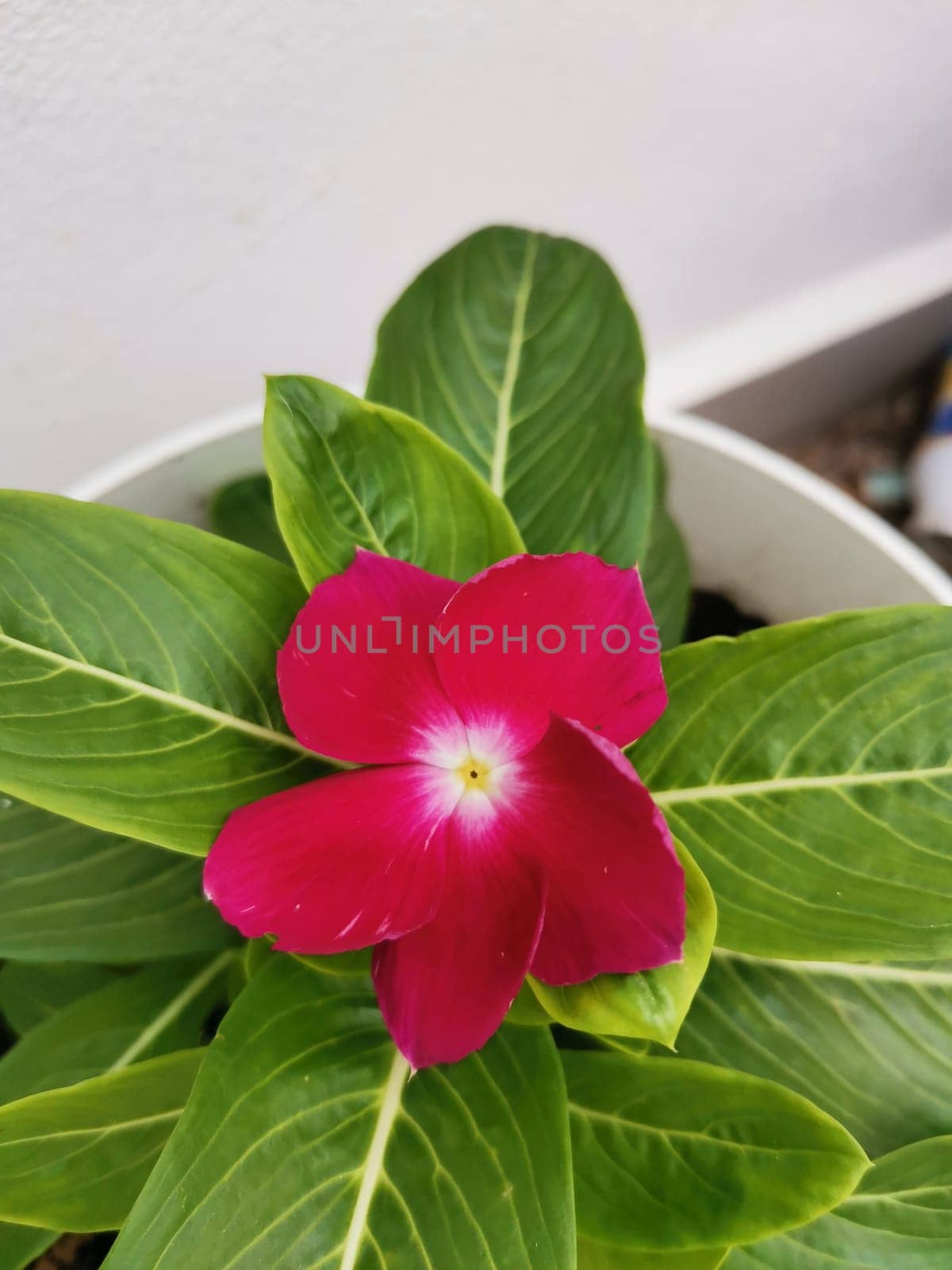 Vinca rosea flowers with green leaves background by Fran71