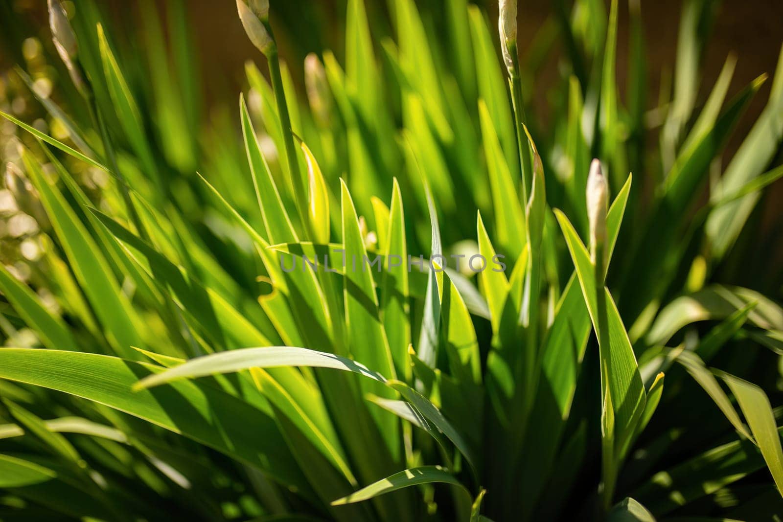 Close Up of a Plant With Green Leaves by pippocarlot