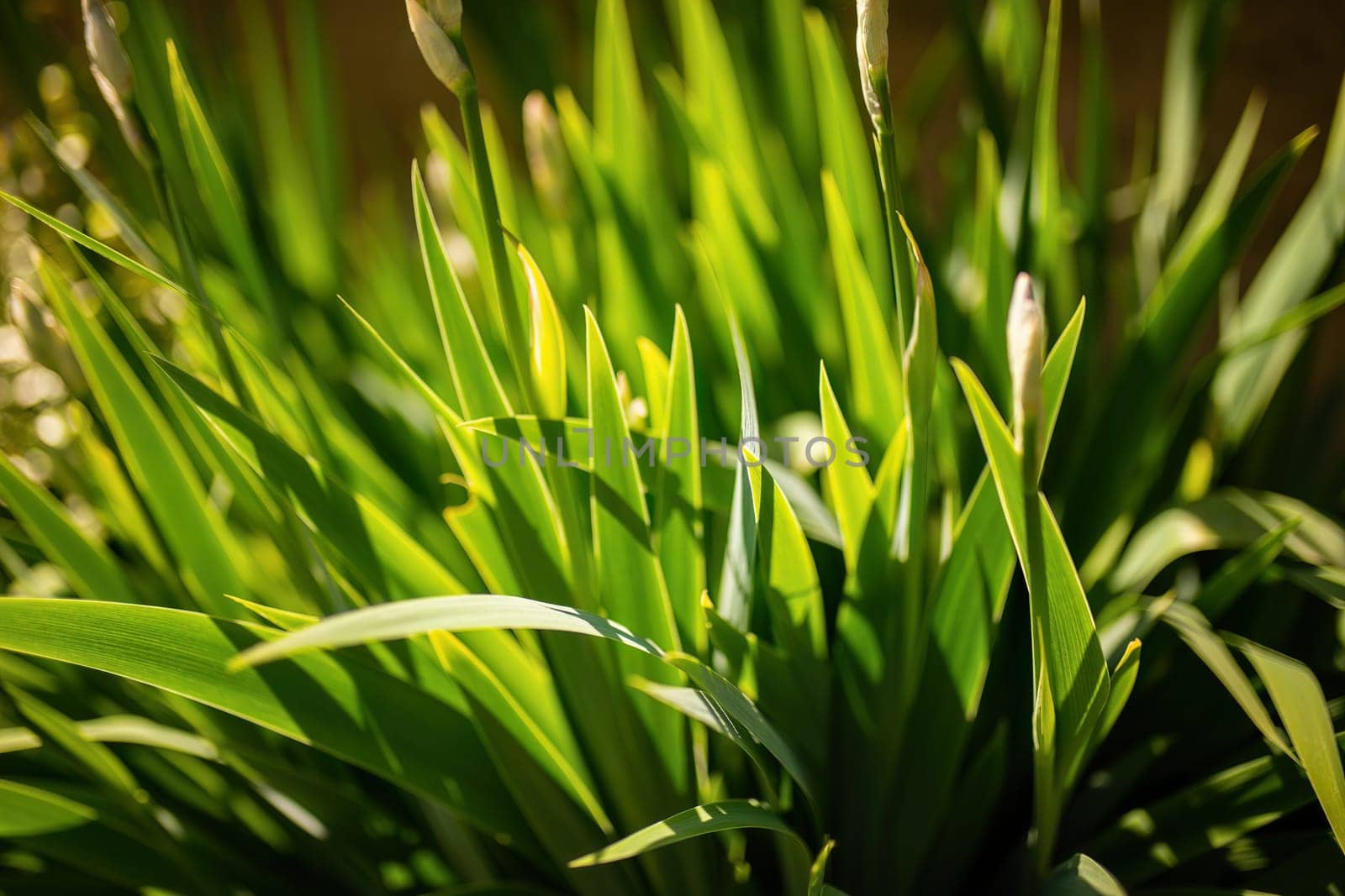 Detailed view of green leaves on a plant, showcasing the intricate patterns and textures.