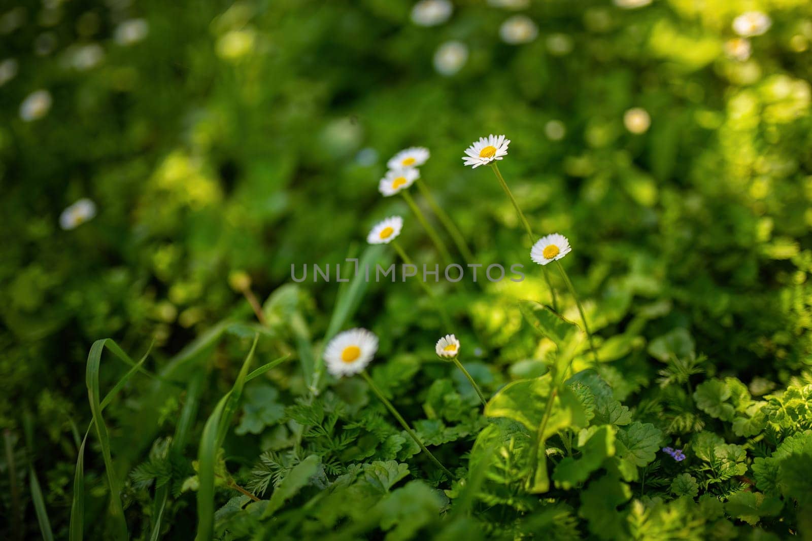 Daisies Growing in Grass by pippocarlot