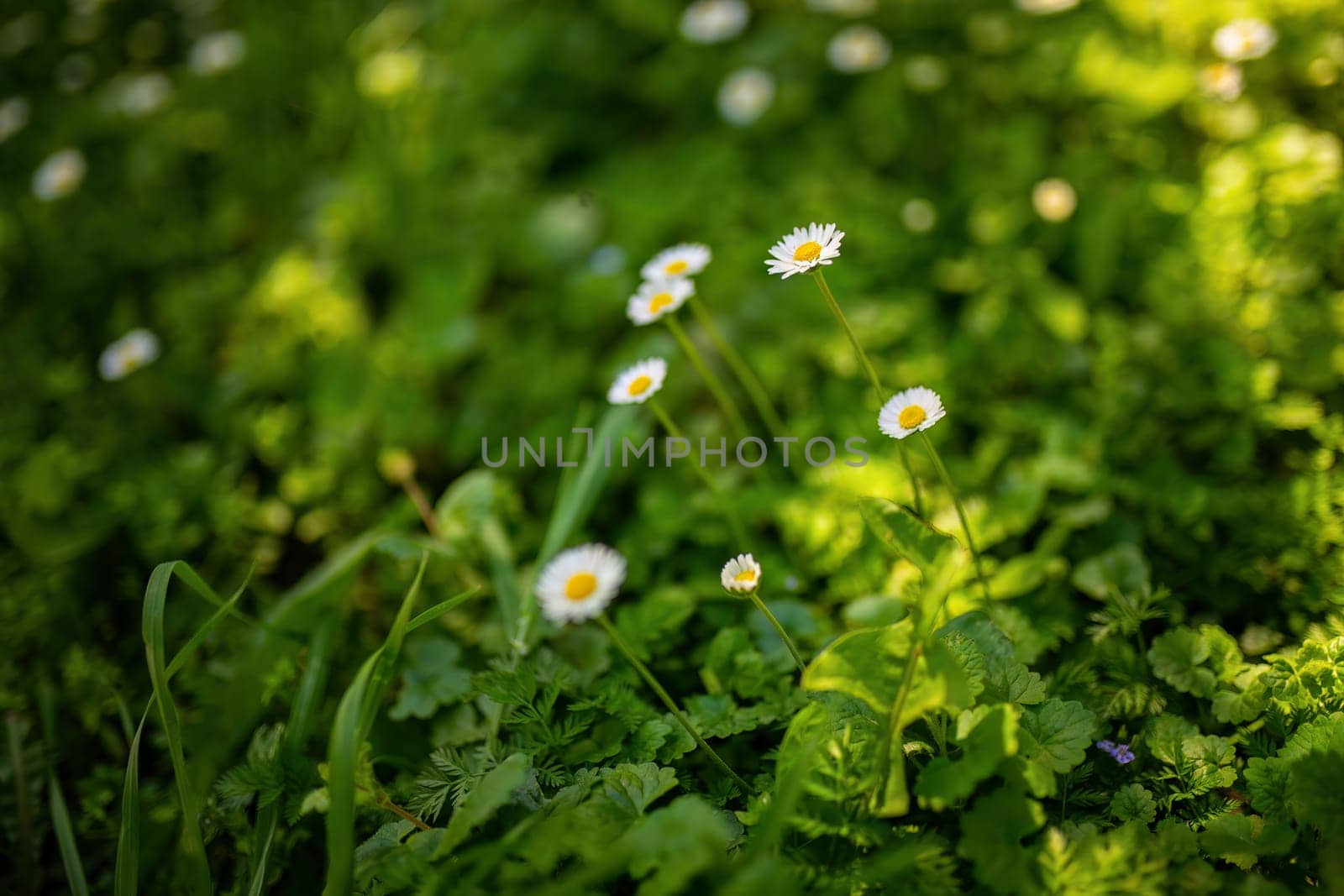 Several daisies are blooming in the green grass.