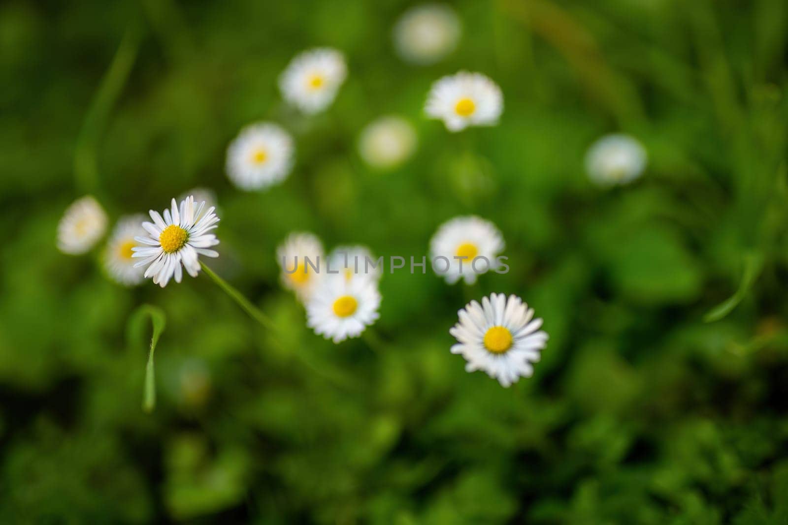 Numerous daisies bloom abundantly in a lush green grass field.