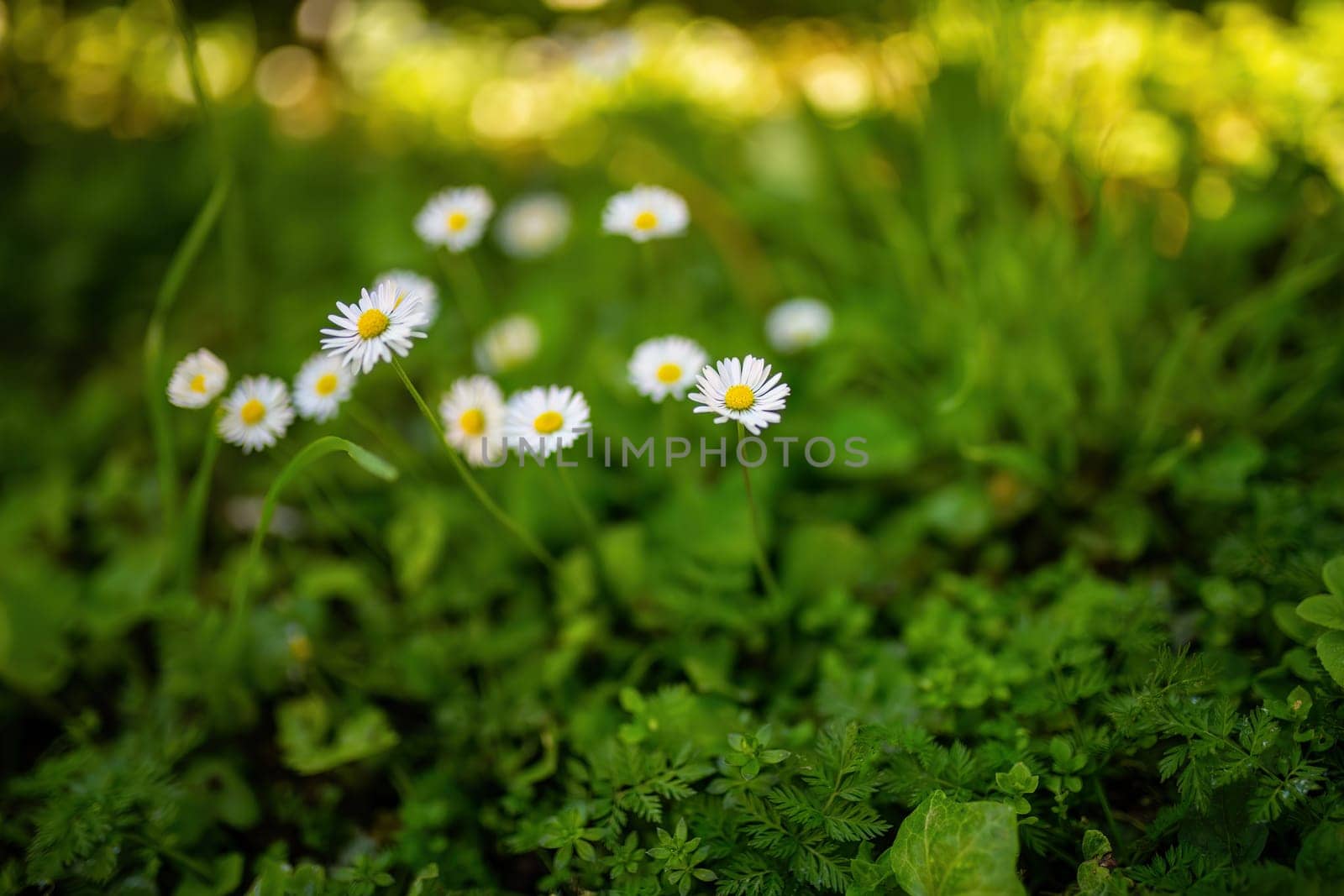 Group of Daisies Growing in Grass by pippocarlot