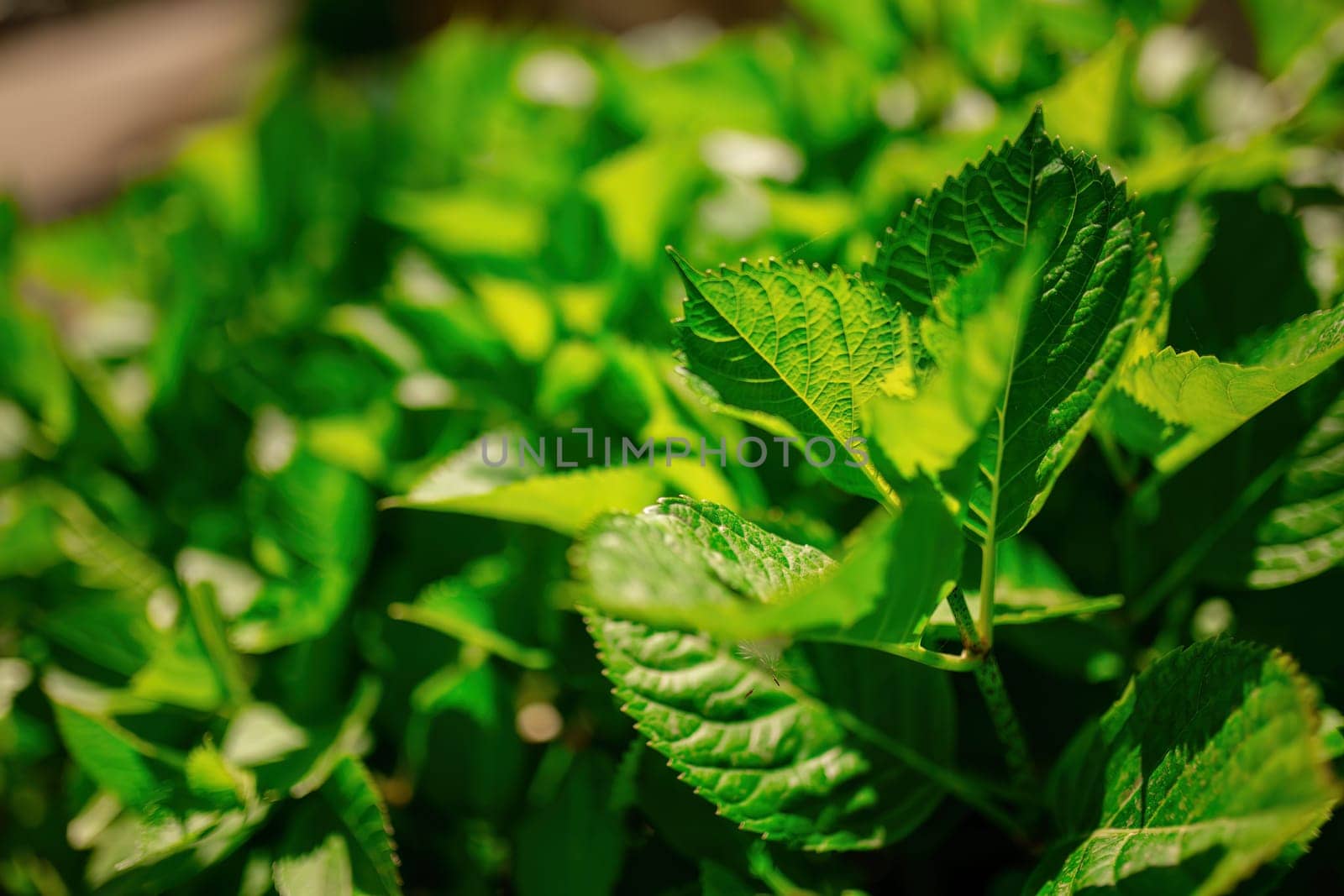 Detailed view of a vibrant green leafy plant with visible veins and texture.