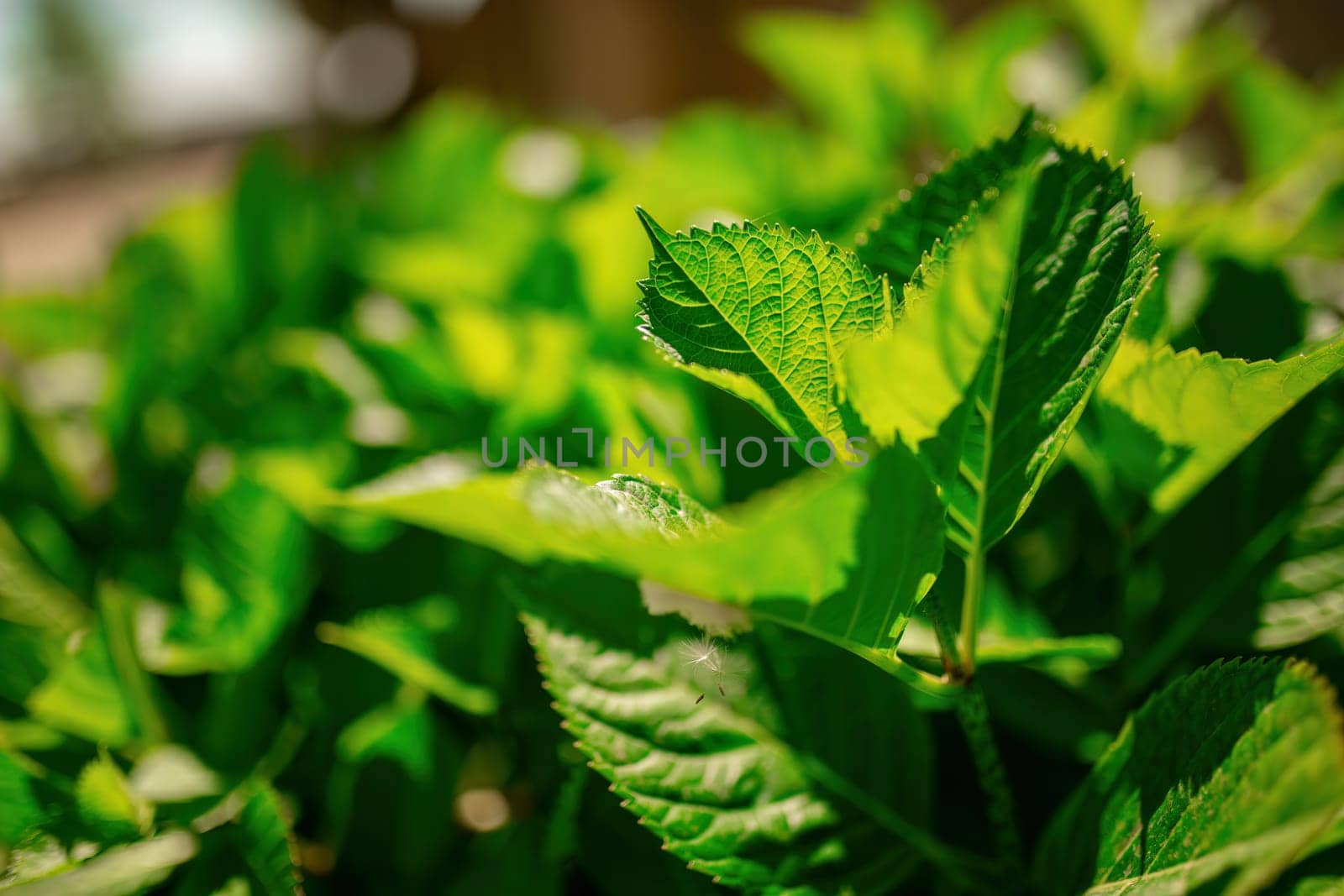 A detailed view of the intricate green leaves of a healthy plant, showcasing its texture and vibrant color.