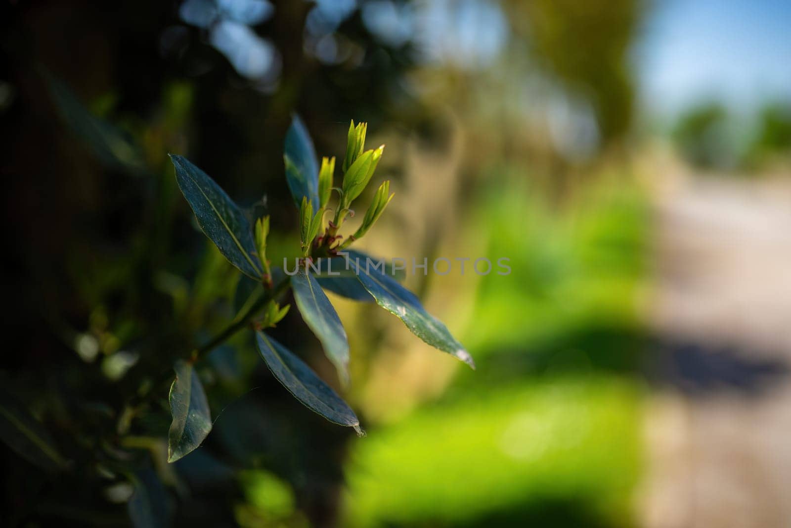 Blurry Photo of a Leafy Tree by pippocarlot
