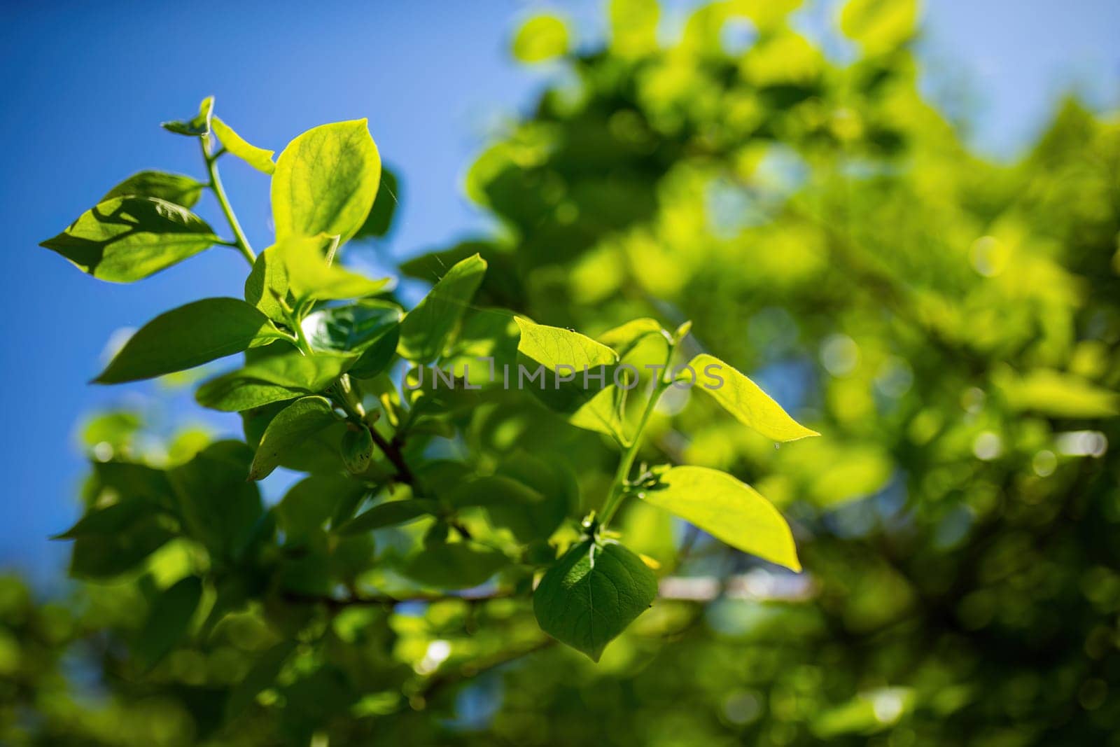 A green leafy tree stands against a clear blue sky, showcasing natures beauty in its simplest form.