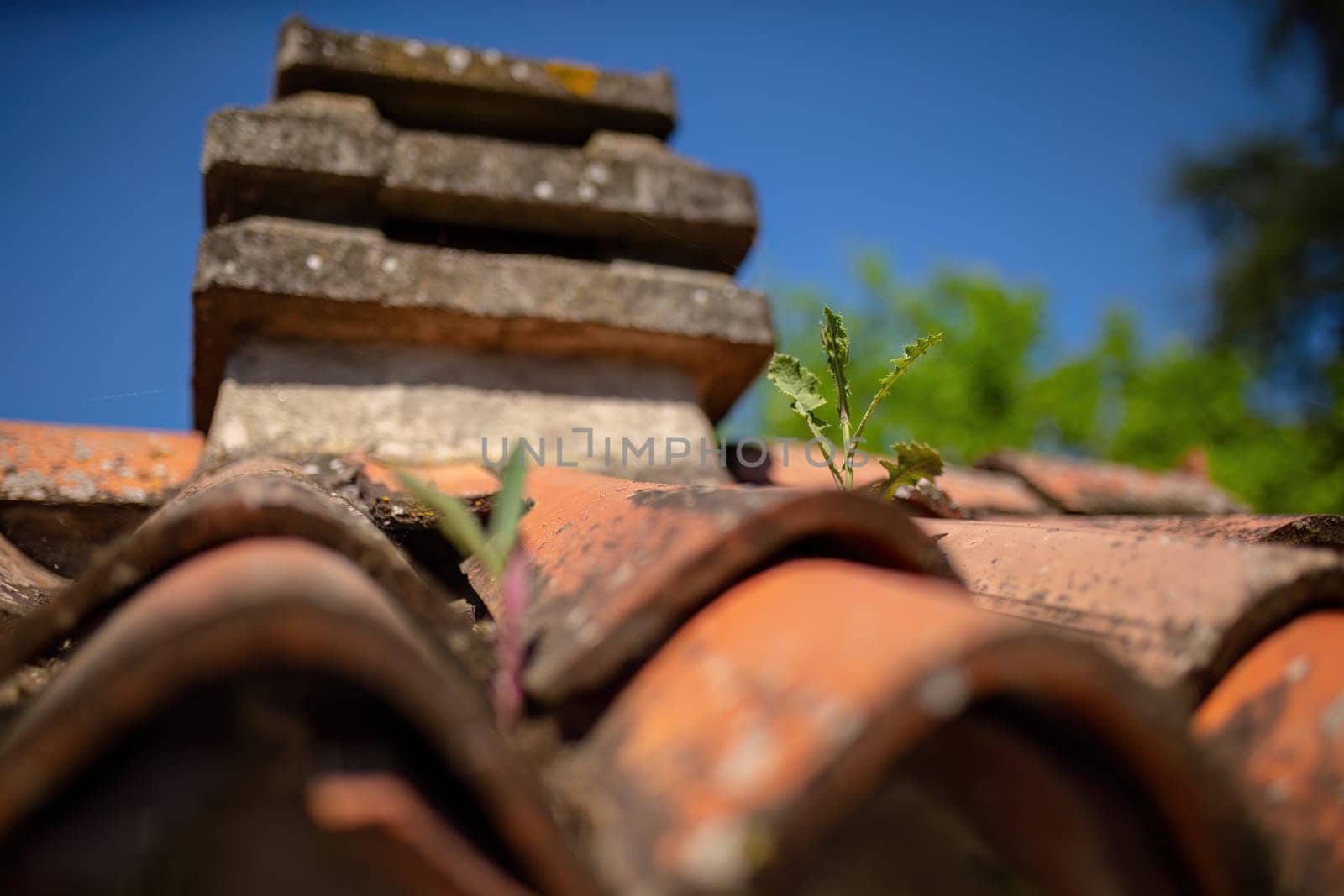 A small plant is thriving on top of a roof, showcasing natures ability to adapt and grow in unexpected places.