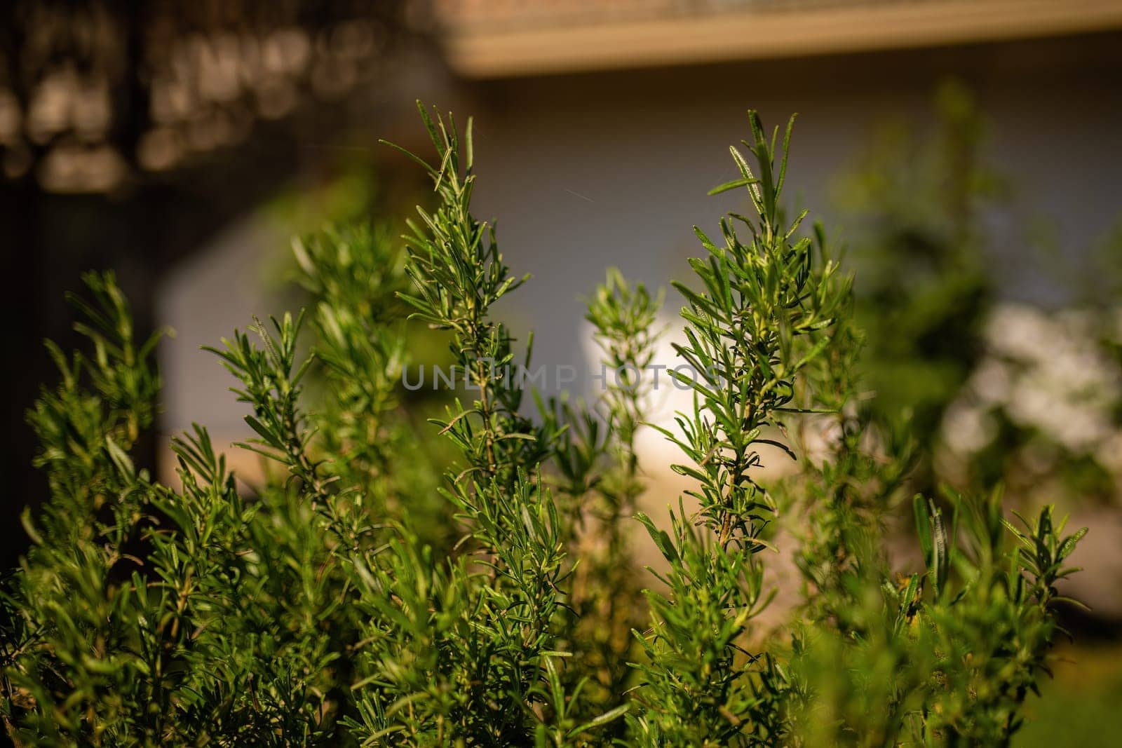 A detailed view of a vibrant green plant with a building in the background, showing the contrast between nature and urban development.