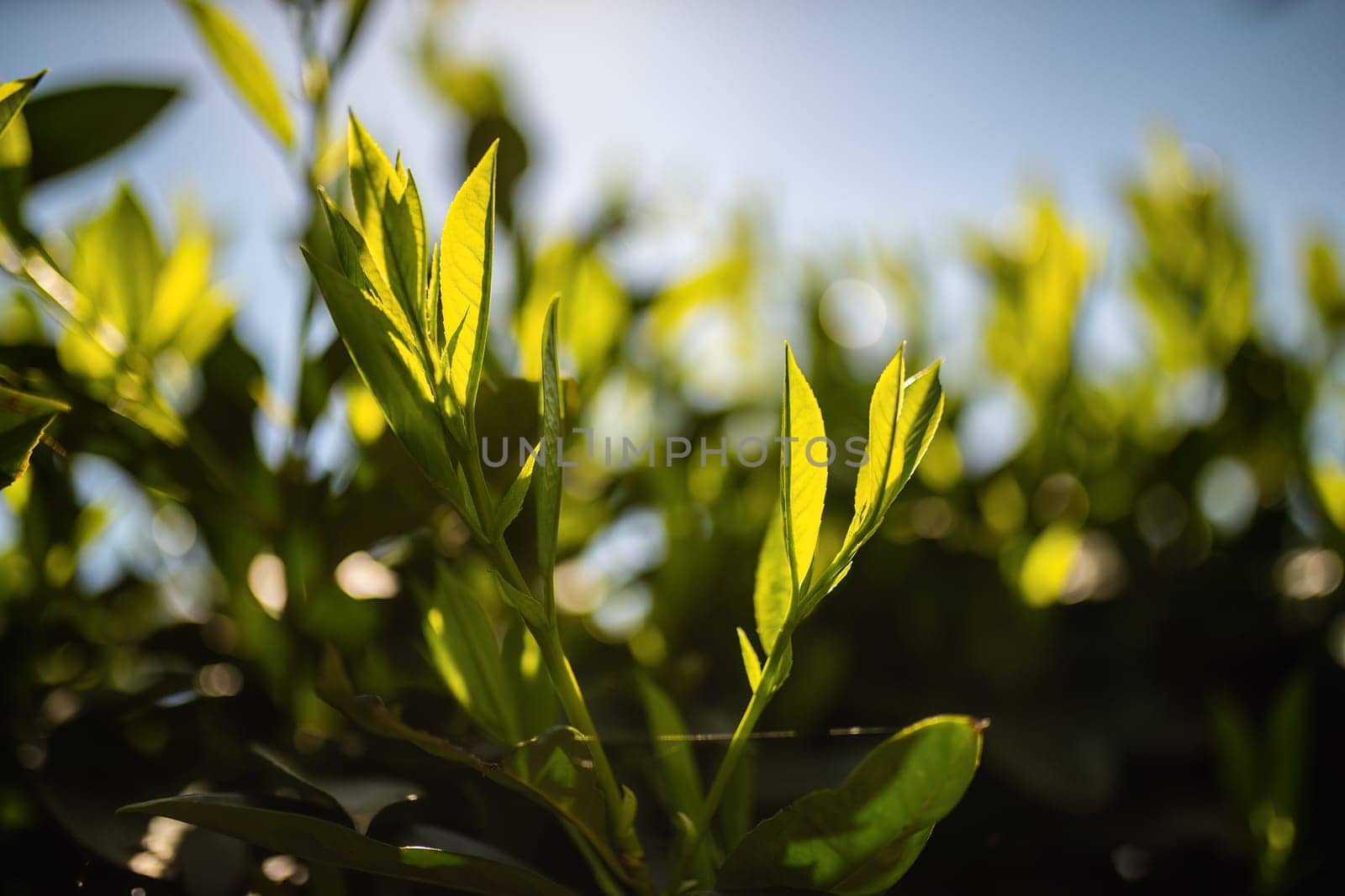 Detailed view of a green plant with vibrant leaves in focus.