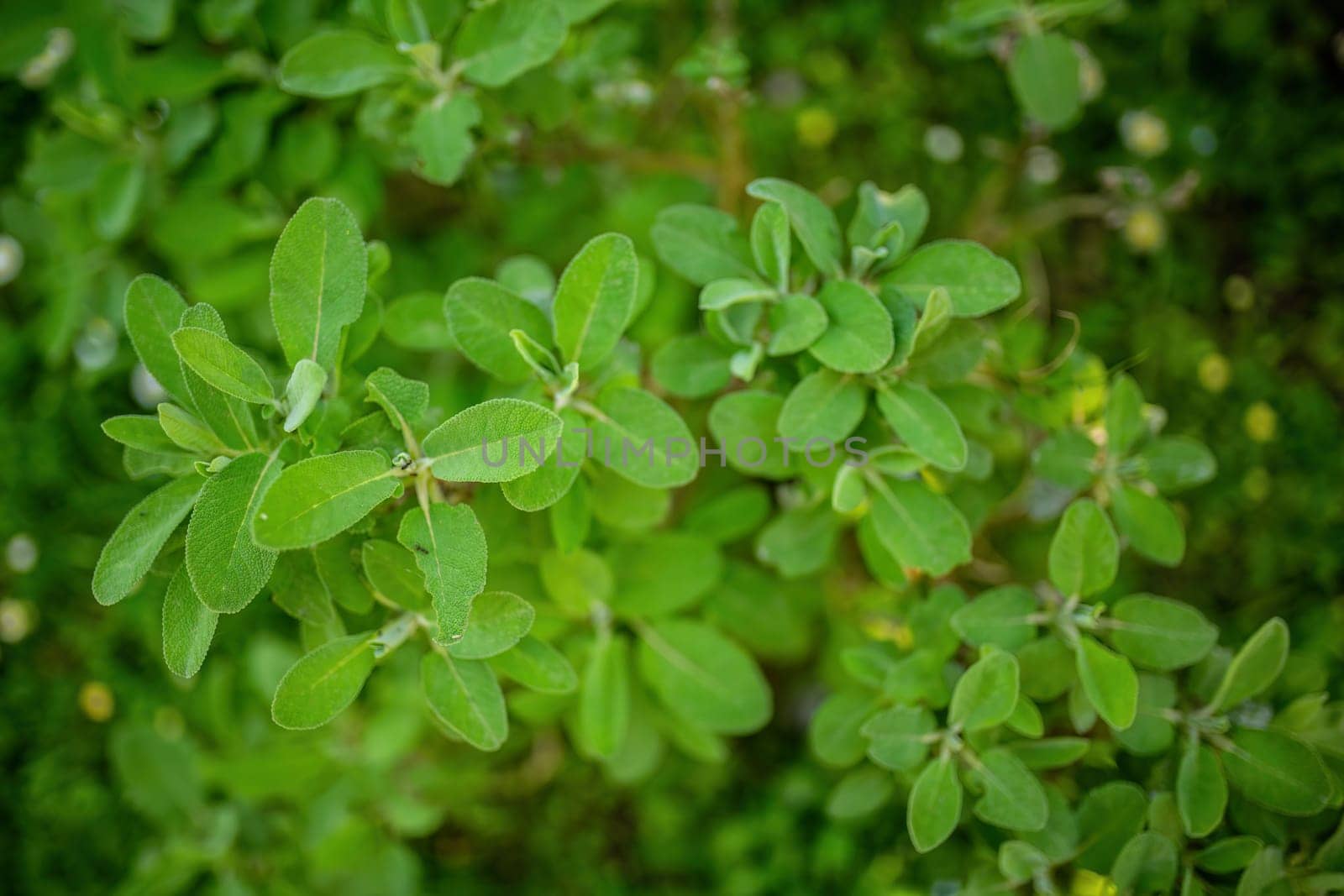 A close-up image showcasing the vibrant and lush green leaves of sage, perfect for culinary and herbal themes.