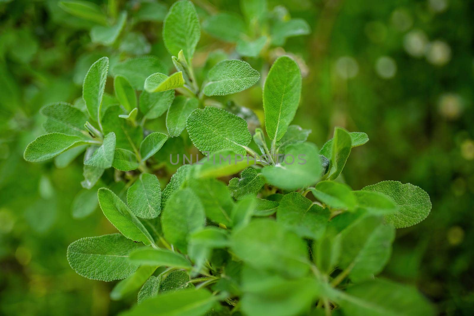 Close Up of a Green Plant With Leaves by pippocarlot