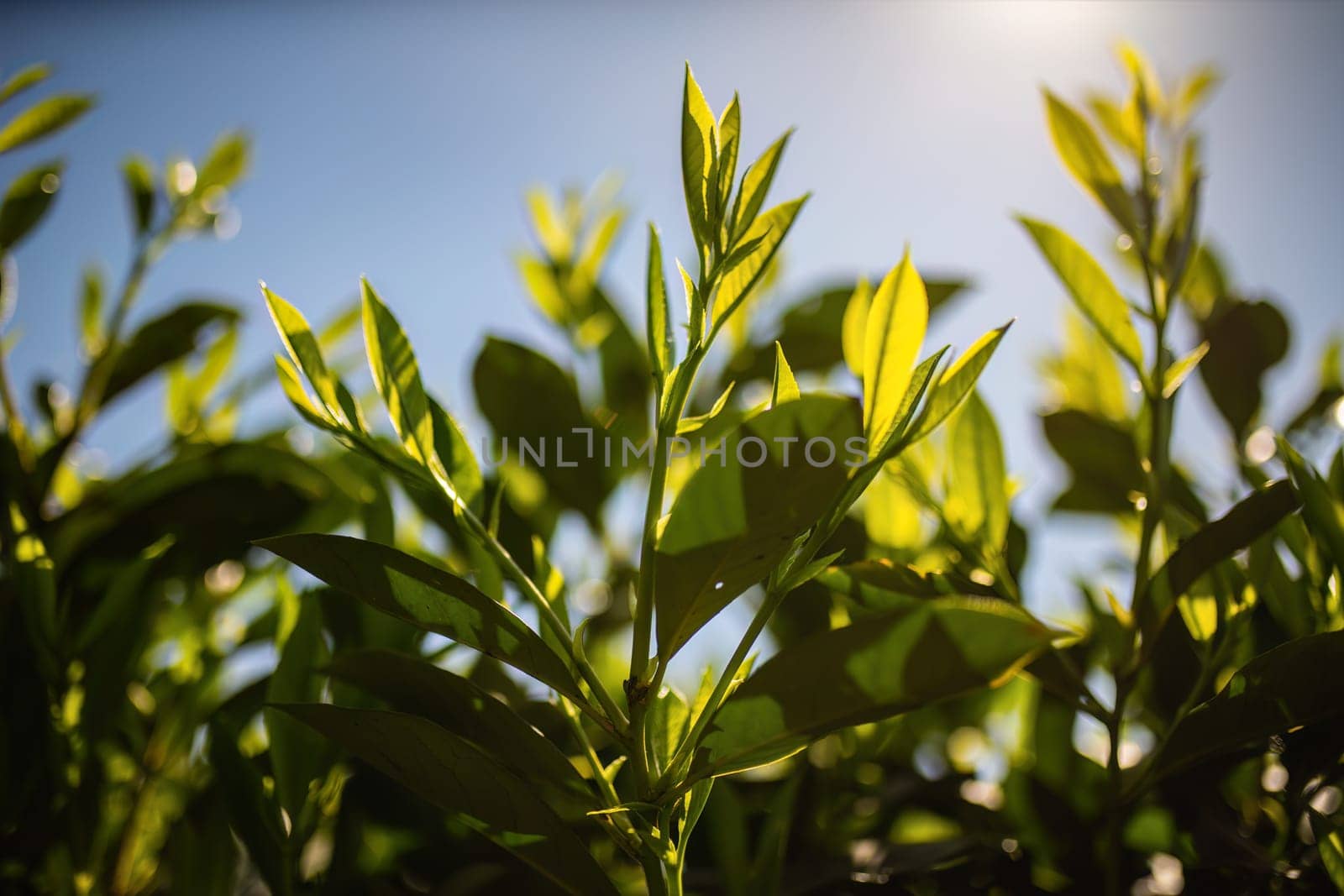 Detailed view of a vibrant green leafy plant, showcasing its intricate texture and color under natural lighting.