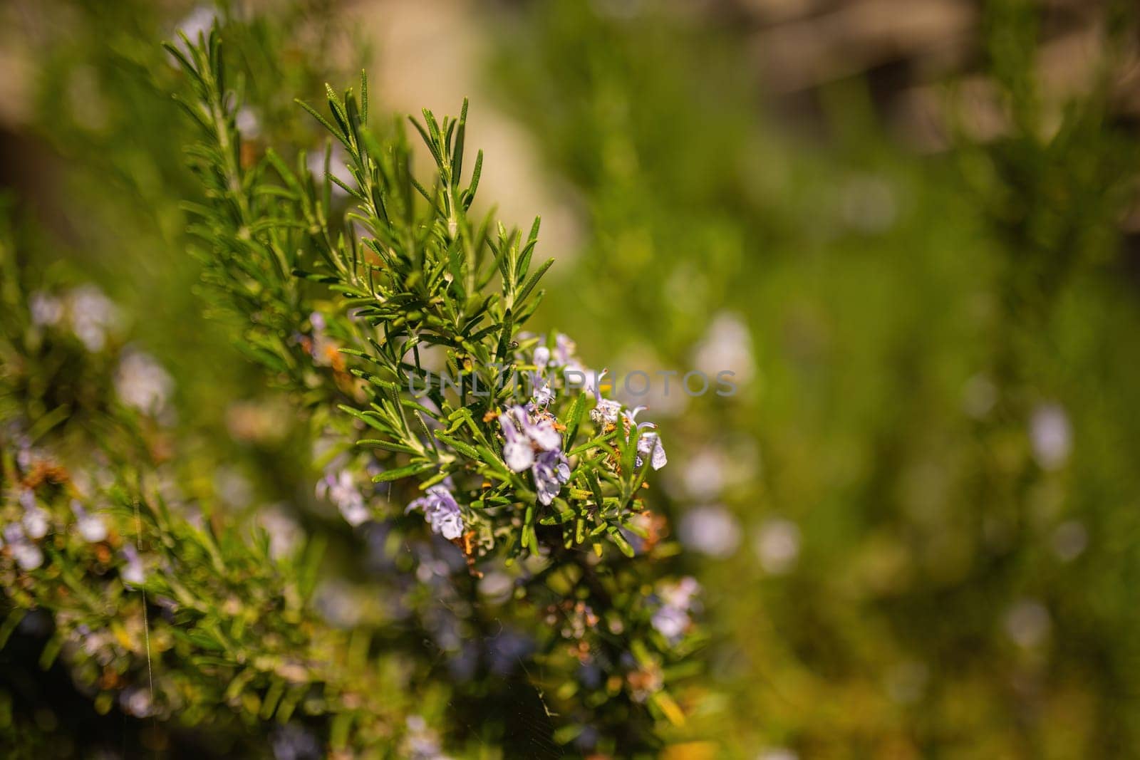 Close Up of rosemary Plant With Small Blue Flowers by pippocarlot