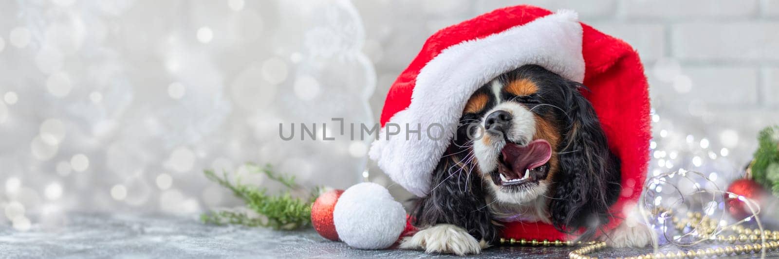 banner of cute puppy in red Santa Claus hat licks his lips with pleasure on white background with garland. Christmas concept. Cavalier King Charles Spaniel tricolor. by Leoschka
