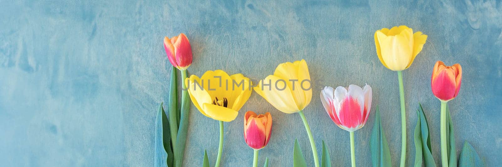 banner of yellow and red-white tulips on a green wooden background, spring background. copy space, top view, flat lay,