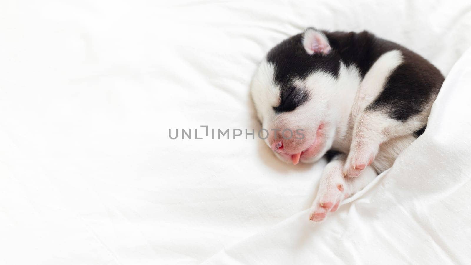 Sleeping Puppy on Soft White Fabric by andreyz