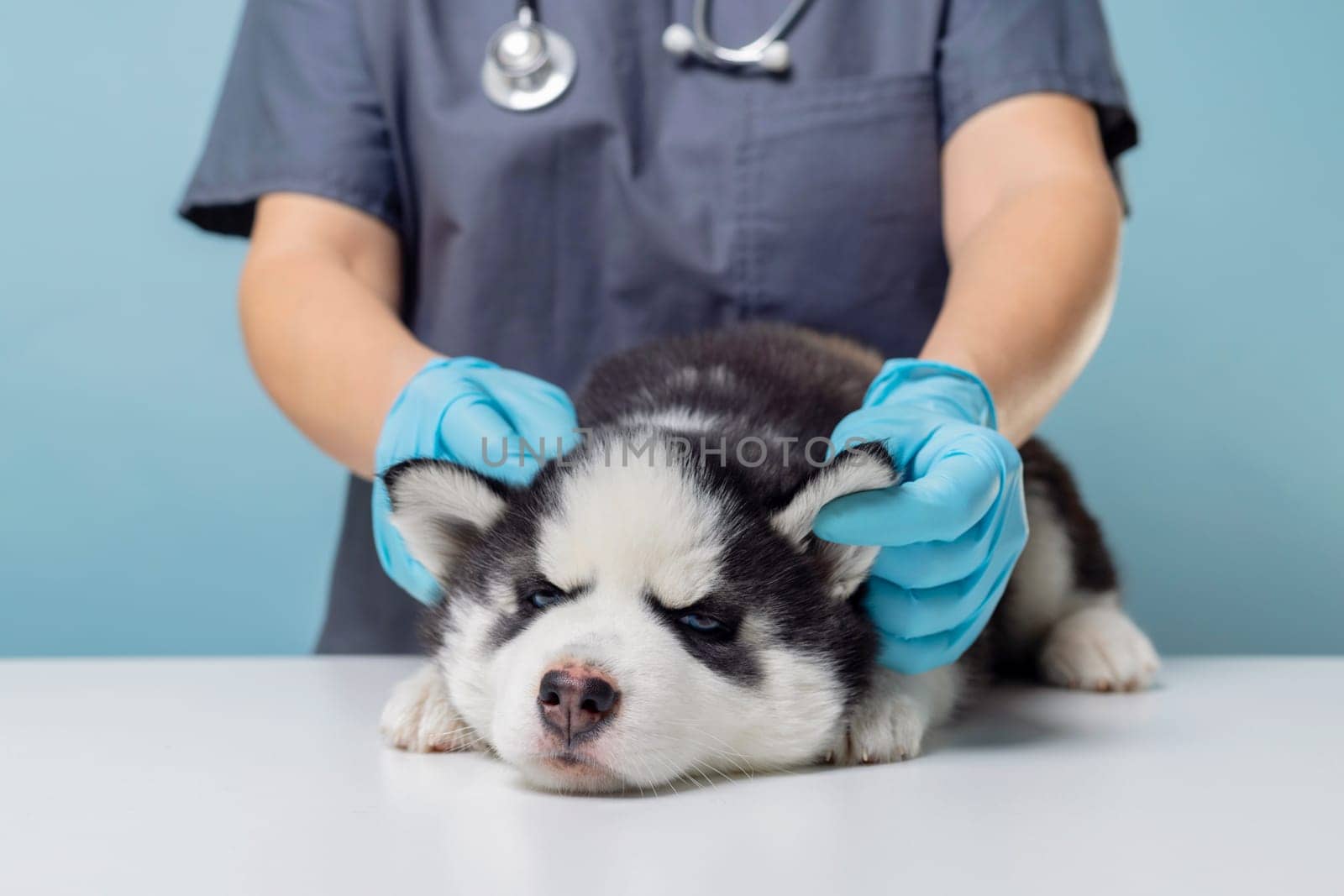 Husky puppy being examined by veterinarian, clinic interior. Professional pet healthcare photography for design.