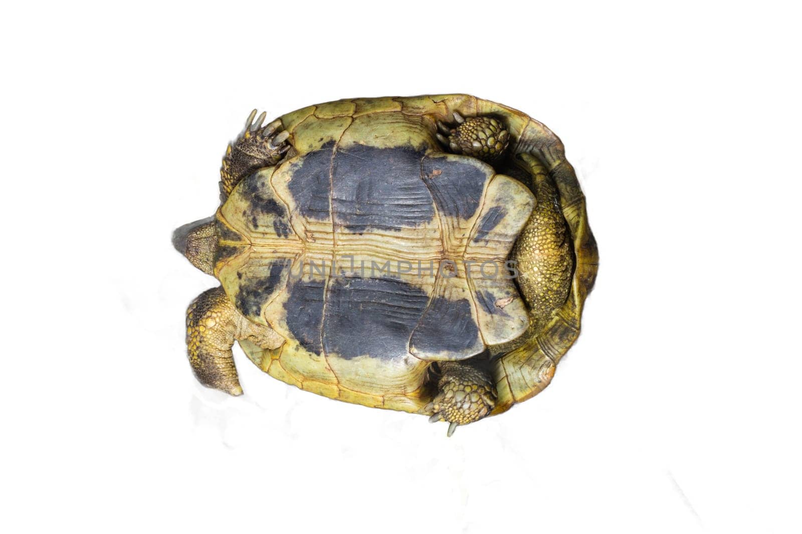 The underside of a tortoise isolated on a transparent background. Ideal for educational illustrations, zoology projects, and wildlife designs.