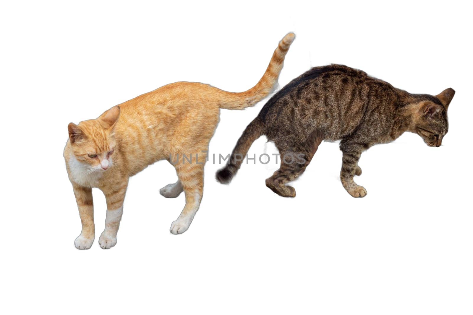 Orange and Gray Striped Cats PNG Isolated Pair by DakotaBOldeman