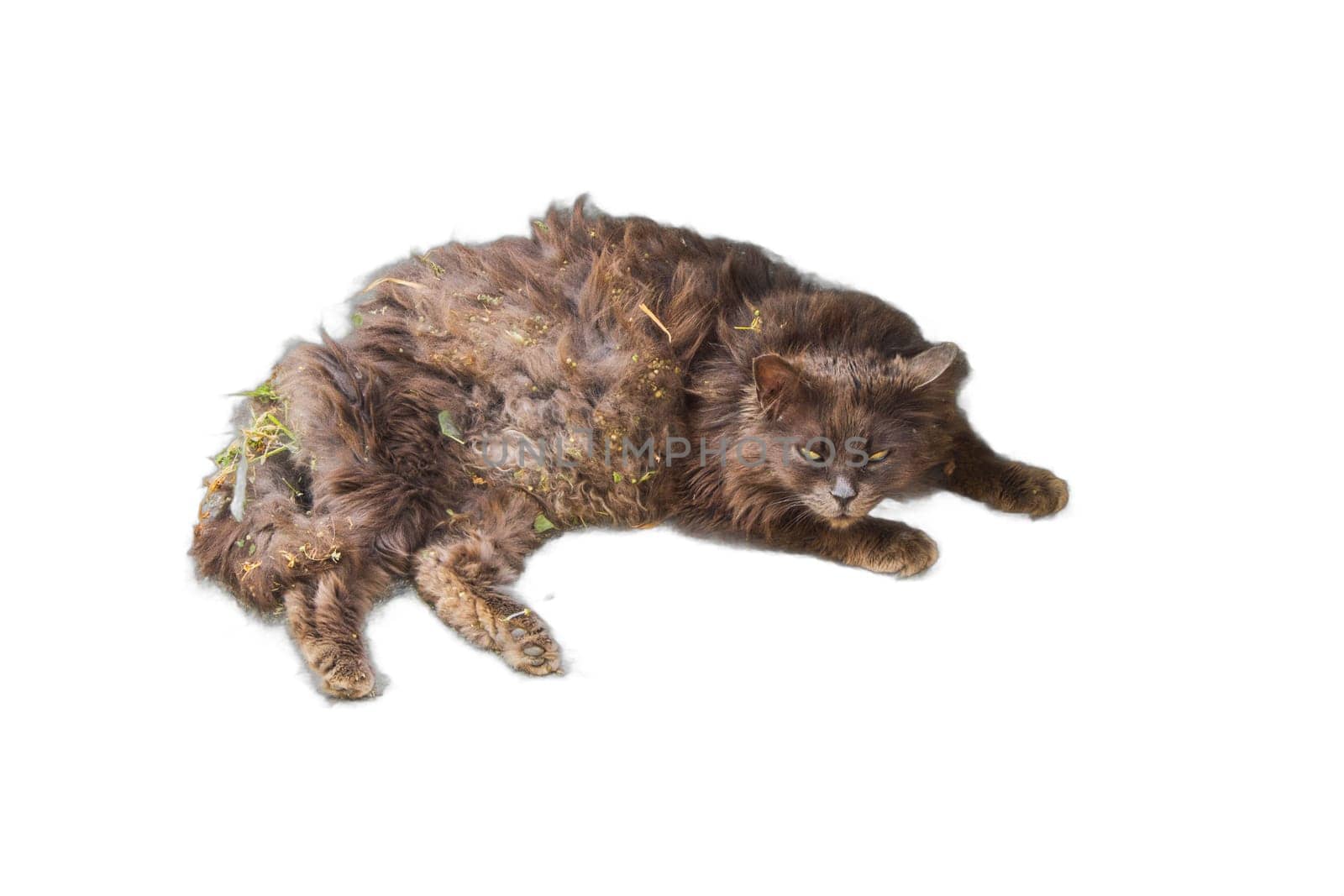 An isolated image of a cat lying down with its fur covered in dirt and matted with knots. Ideal for animal rescue campaigns, pet grooming services, and veterinary materials