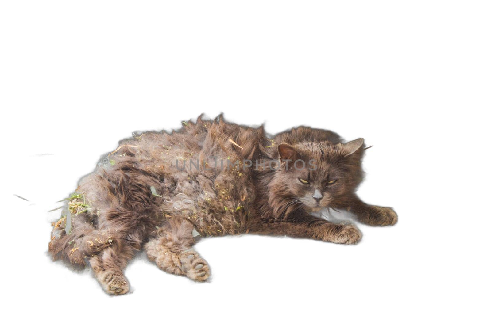 Dirty Cat PNG Isolated with Matted Fur by DakotaBOldeman