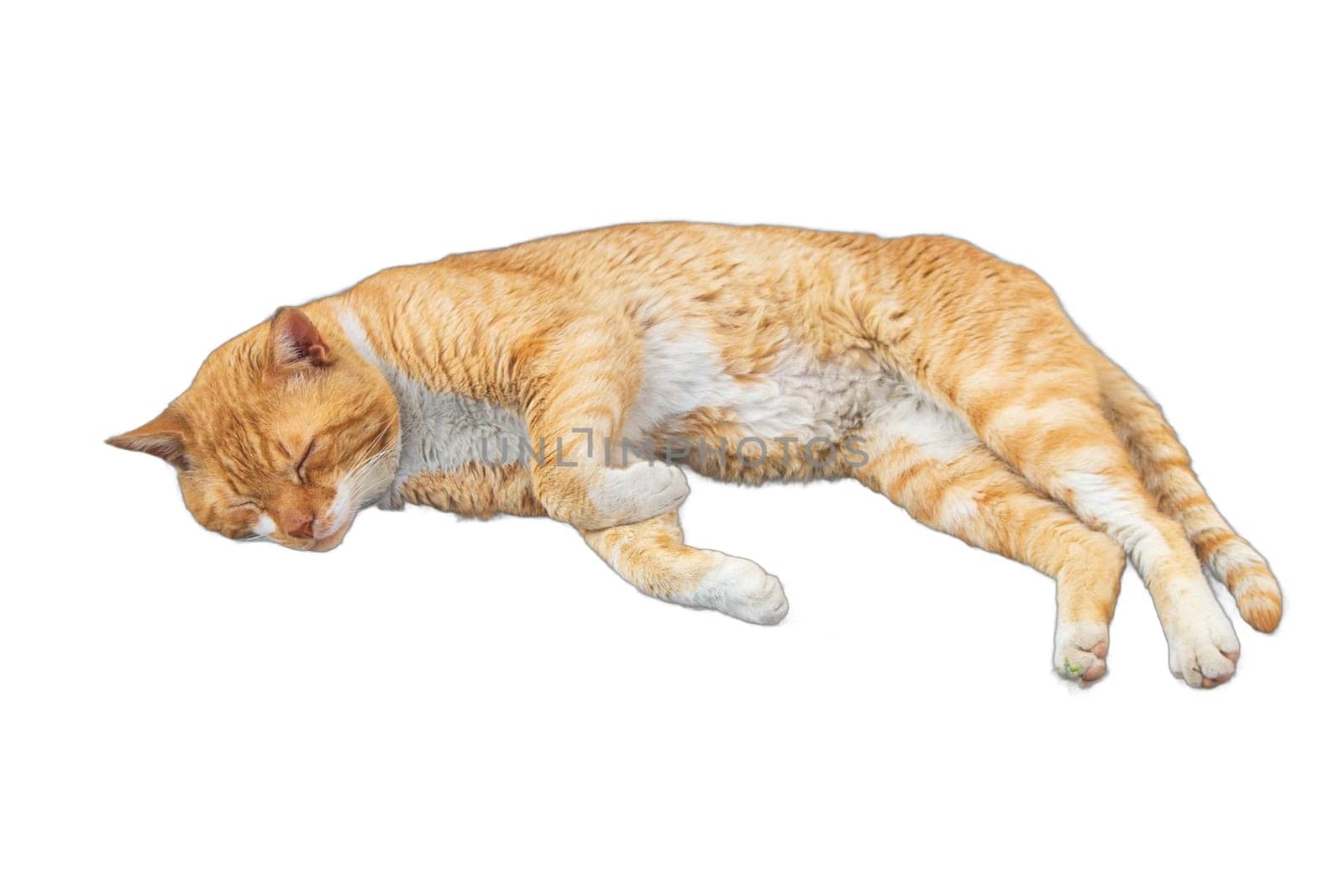 Relaxed Orange Cat PNG Isolated. Lounging Felines. Cats, Felines, Pets, Animals, Lounging, Relaxing, Resting, Lying Down, PNG, Isolated, Transparent, Serene, Comfortable, Cozy, by DakotaBOldeman