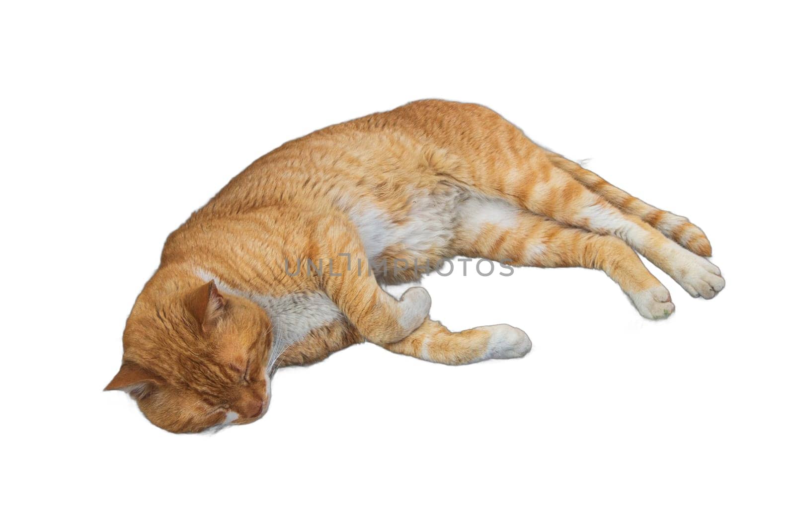 Relaxed Orange Cat PNG Isolated. Lounging Felines. Cats, Felines, Pets, Animals, Lounging, Relaxing, Resting, Lying Down, PNG, Isolated, Transparent, Serene, Comfortable, Cozy, by DakotaBOldeman