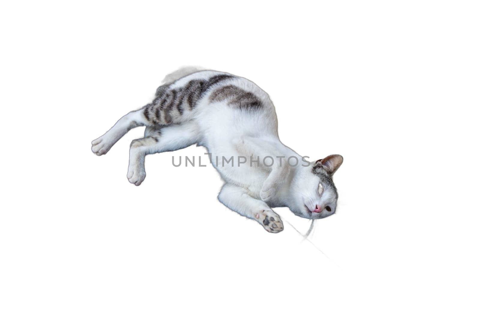 Relaxed Cat PNG Isolated: Lounging Felines. Cats, Felines, Pets, Animals, Lounging, Relaxing, Resting, Lying Down, PNG, Isolated, Transparent, Serene, Comfortable, Cozy, by DakotaBOldeman
