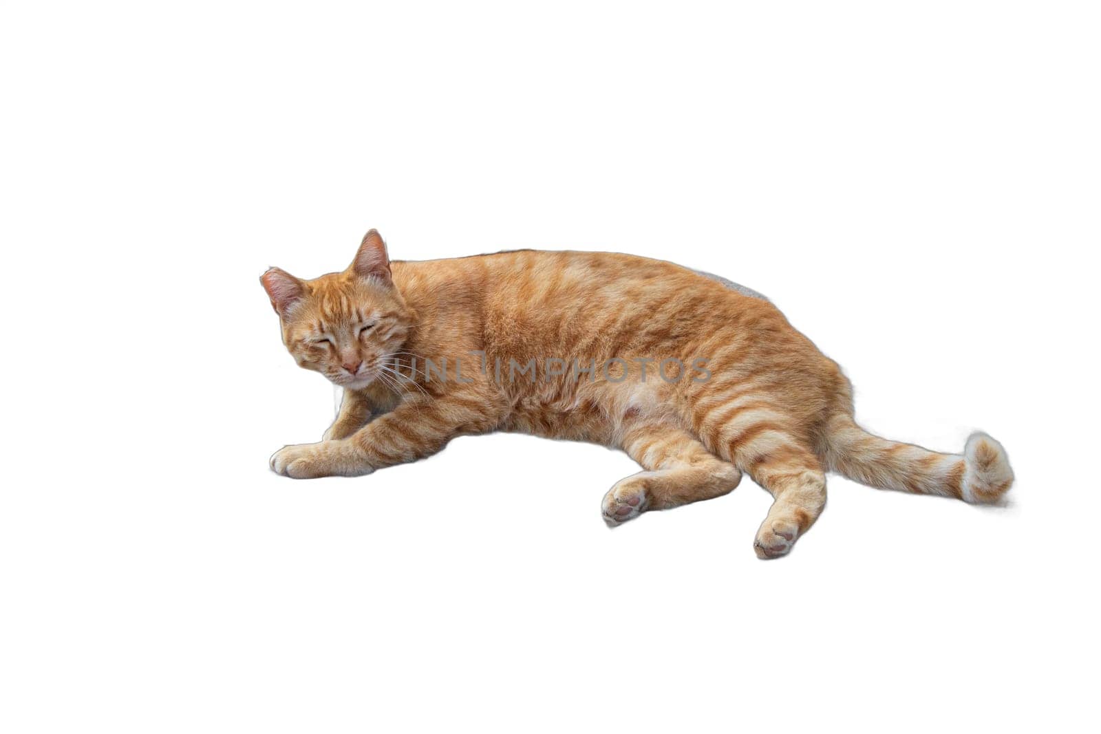 Relaxed Orange Cat PNG Isolated. Lounging Felines. Cats, Felines, Pets, Animals, Lounging, Relaxing, Resting, Lying Down, PNG, Isolated, Transparent, Serene, Comfortable, Cozy, by DakotaBOldeman