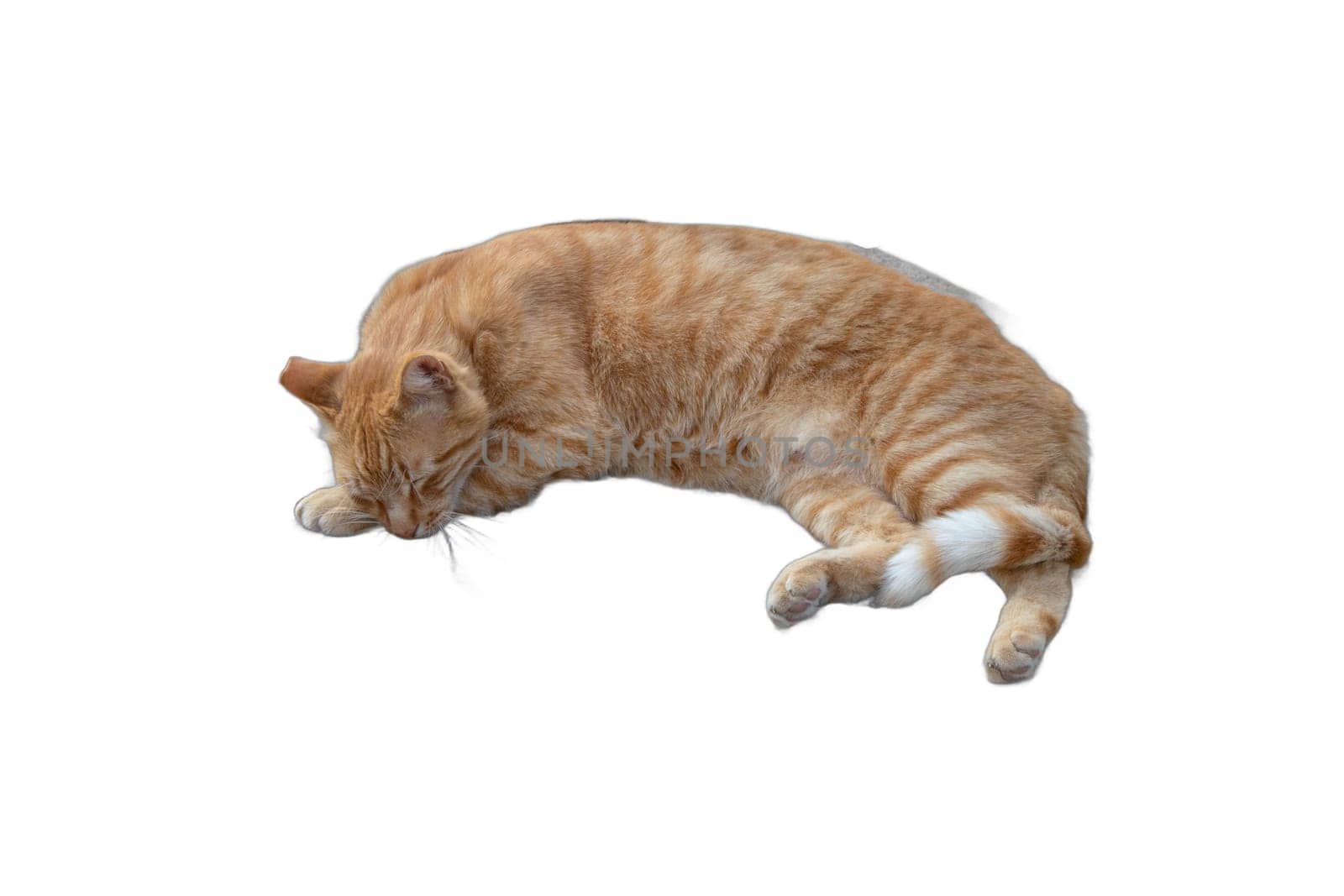 Reclining Cats PNG Isolated: Restful Felines by DakotaBOldeman