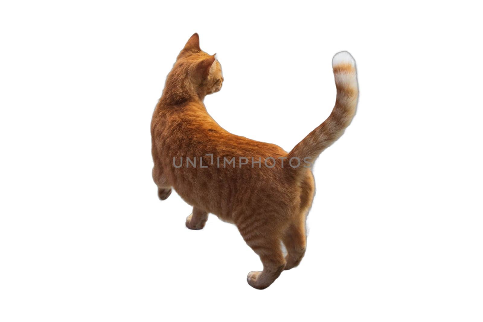 Isolated images of attentive cats standing upright. Perfect for pet-centric designs, animal-themed illustrations, and playful compositions