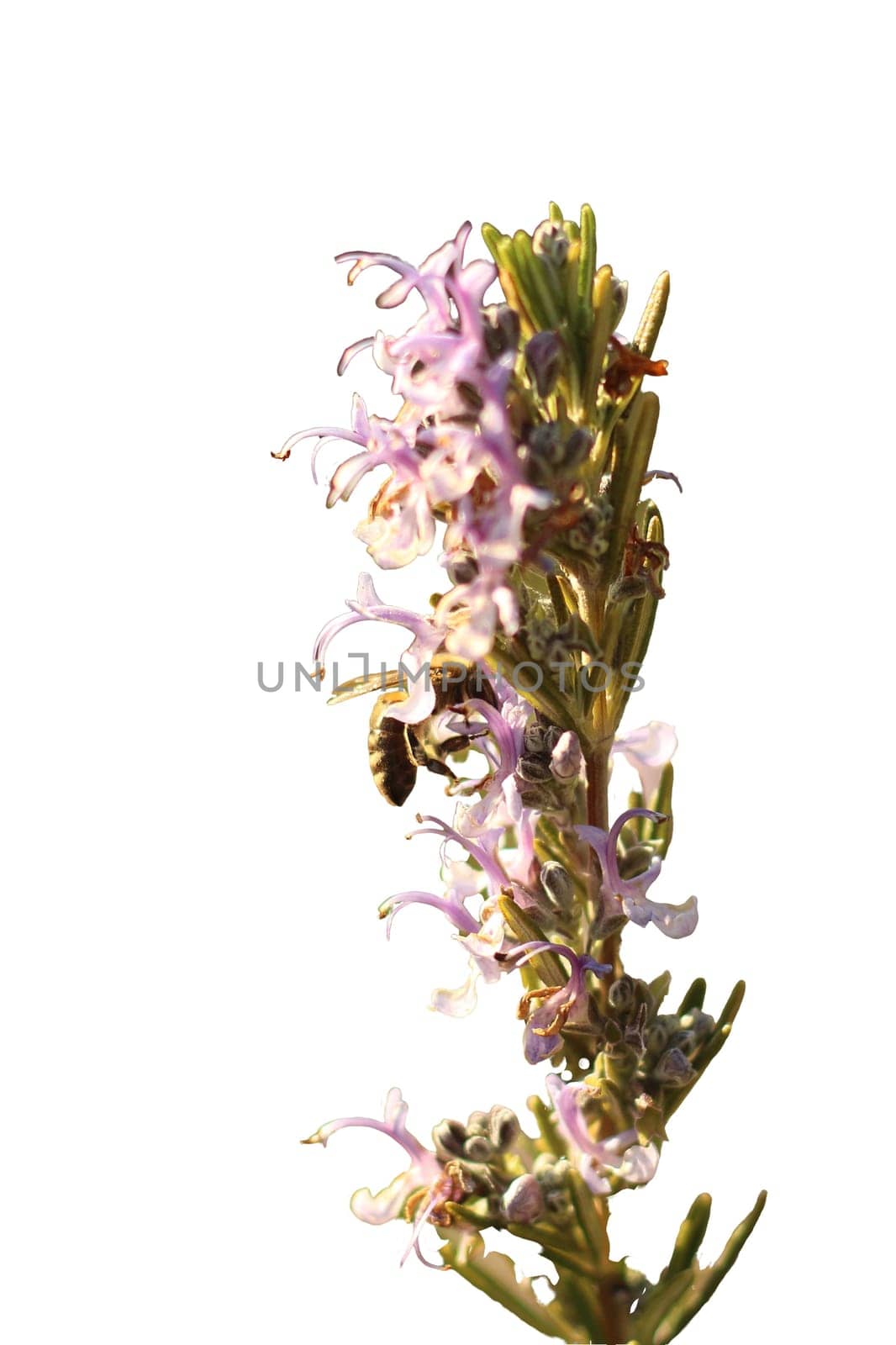 Bee on Flower PNG Isolated: Pollination Scene by DakotaBOldeman