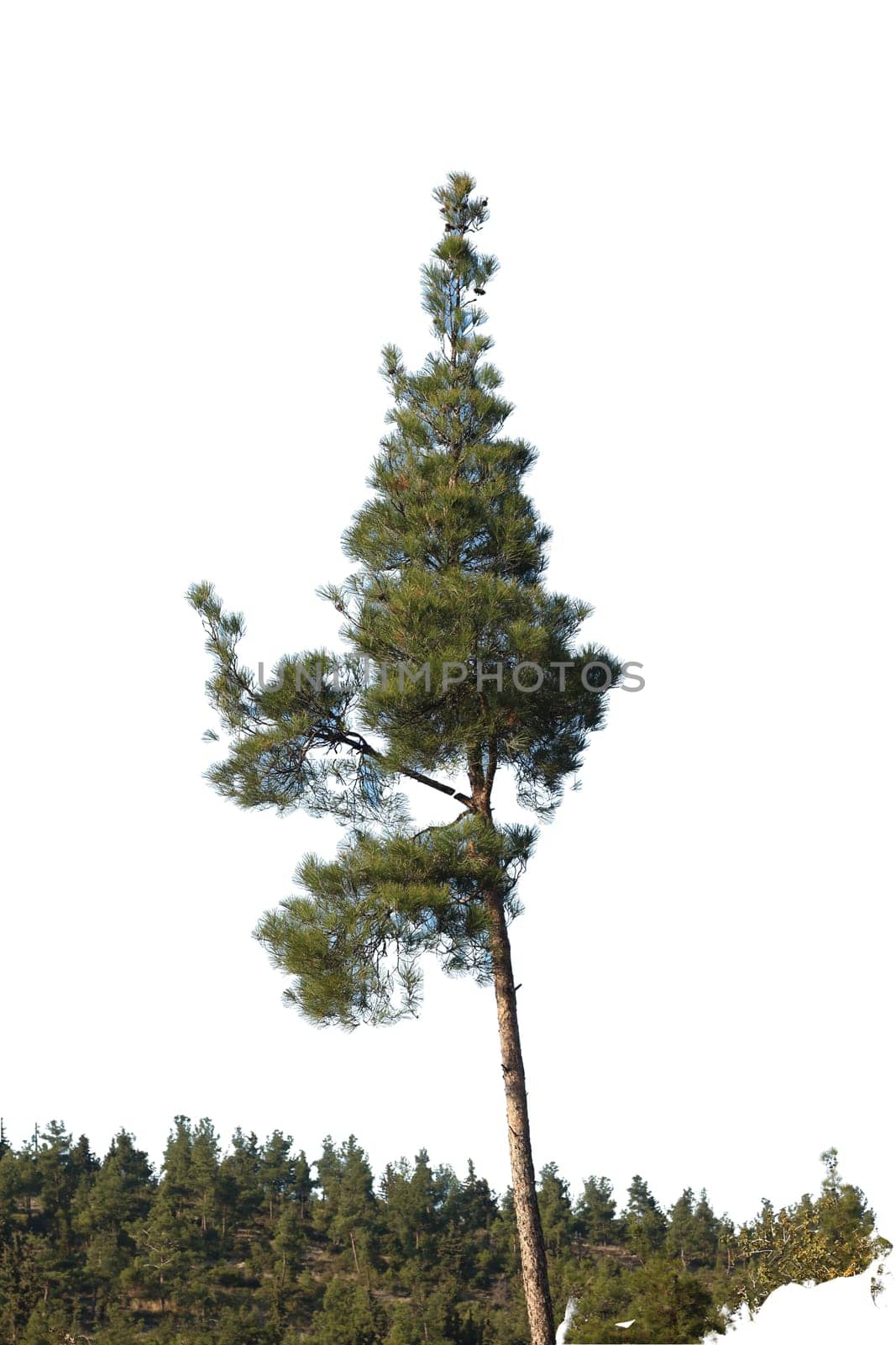 Pine Tree PNG Isolated: Evergreen Majesty by DakotaBOldeman