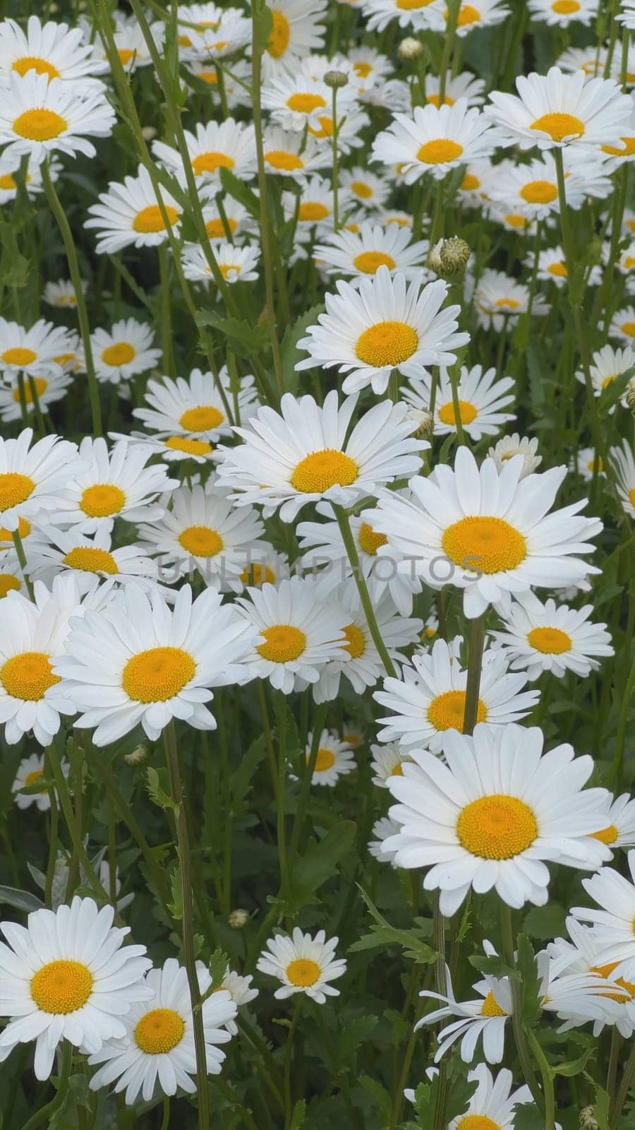Pretty daisy flowers blooming in the meadow. Vertical video for the smartphone. by DovidPro