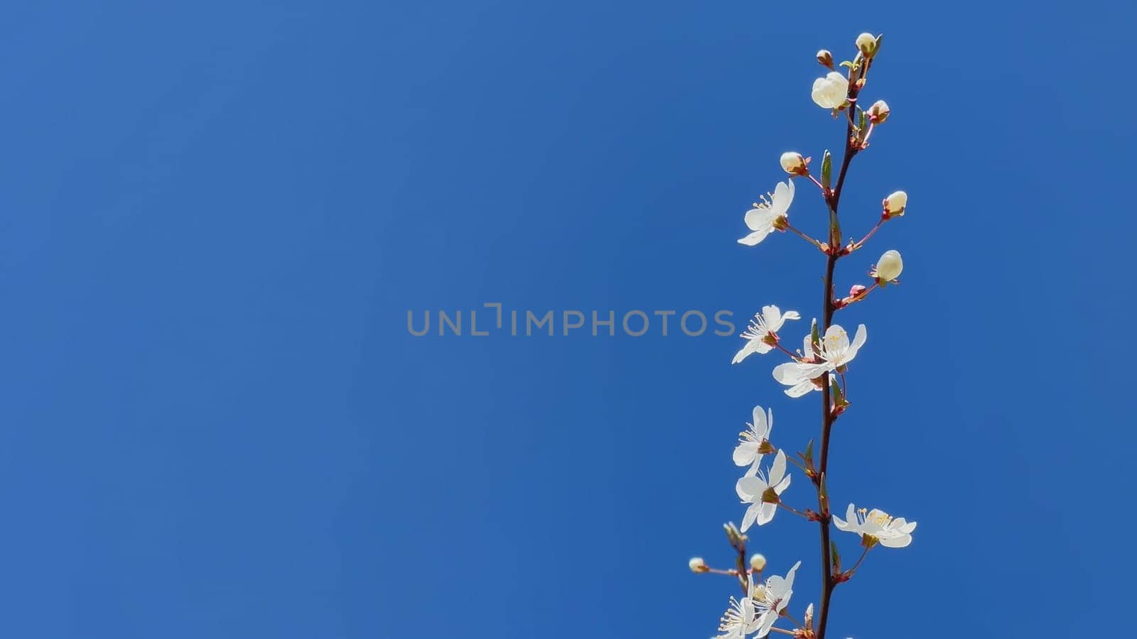 Branches of flowering cherry plums on a spring sunny day against the blue sky. by DovidPro