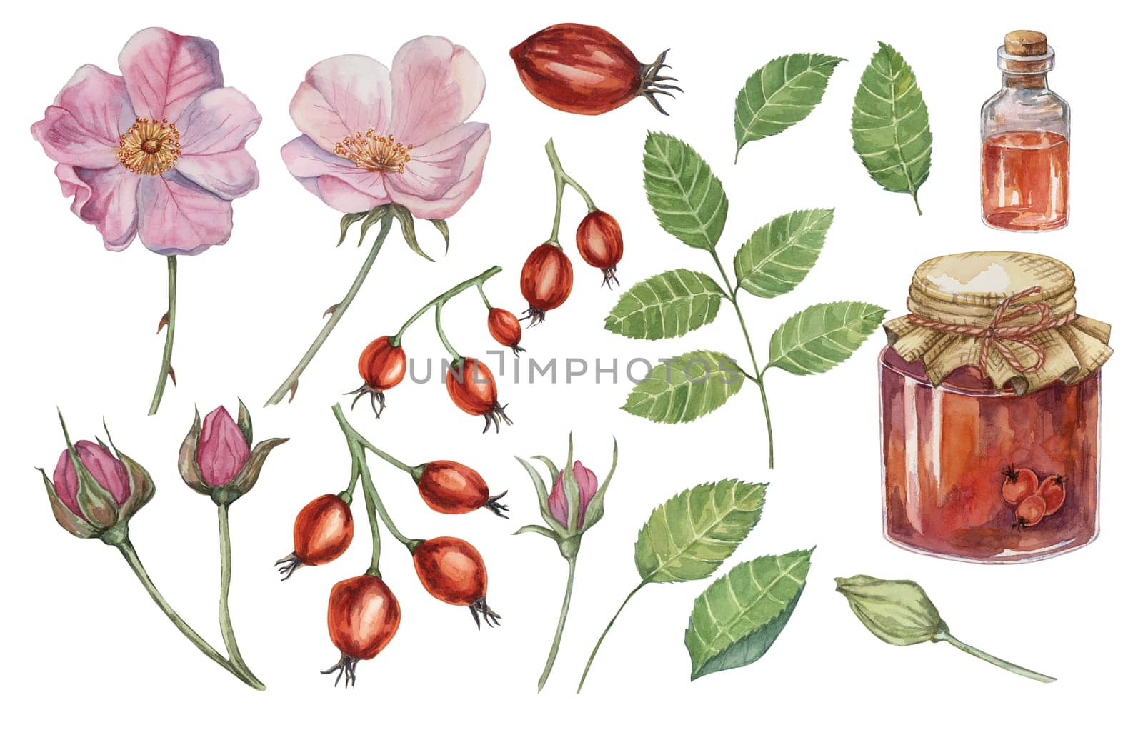 Pink flowers, wild rose fruits, rose hip jam and oil. Dog rose, rosa canina watercolor clipart. Botanical illustration for printing, cosmetics, food by Fofito