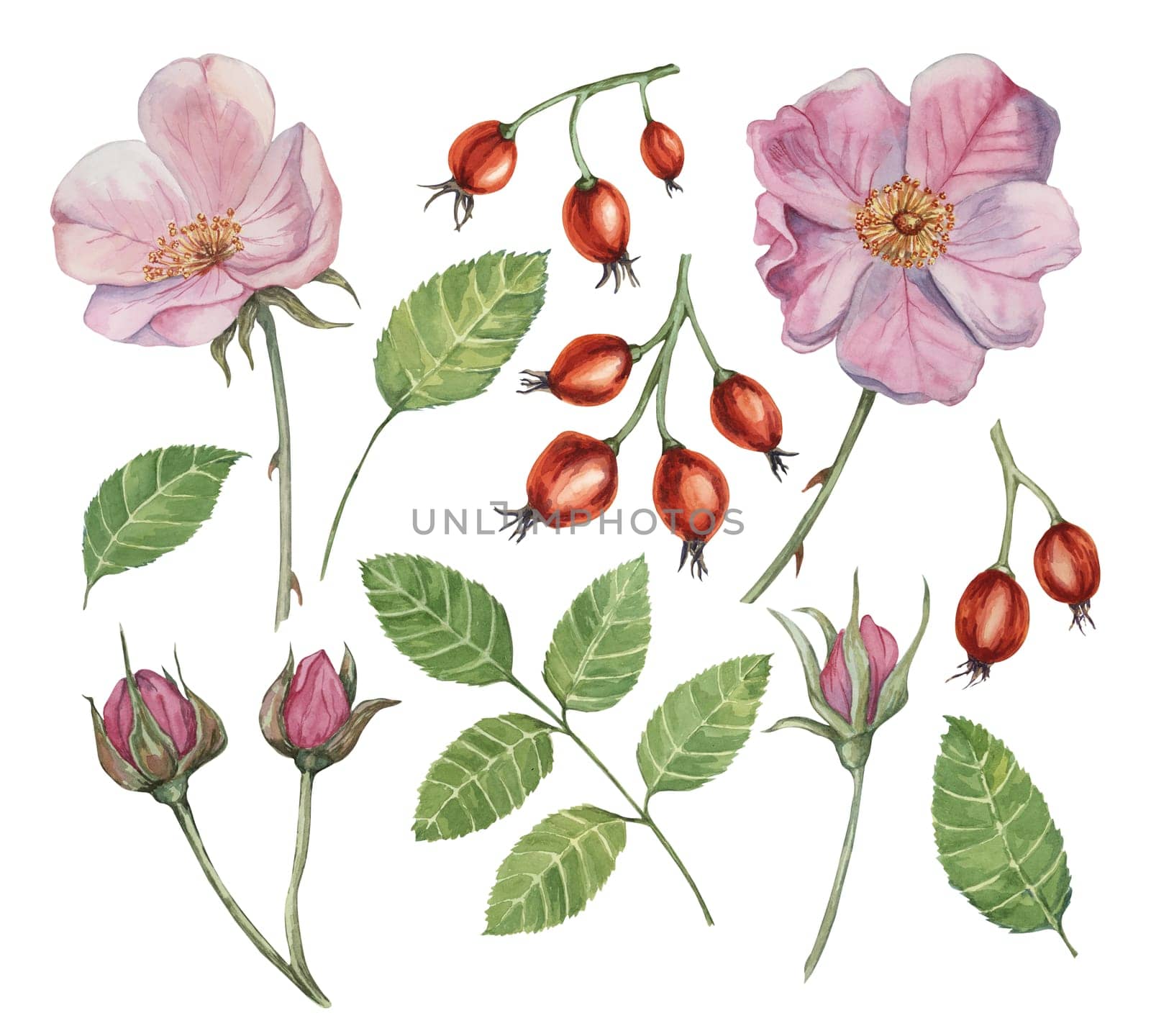 Pink flower, rose hips, buds and leaves of wild rose. Dog rose, briar watercolor clipart. Botanical hand drawn illustration for printing, cosmetics by Fofito