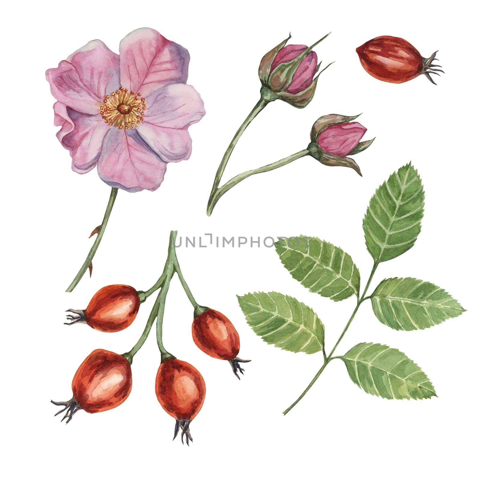 Pink flower, rose hips, buds and leaves of wild rose. Dog rose, briar watercolor clipart. Botanical hand drawn illustration for printing, cosmetics by Fofito