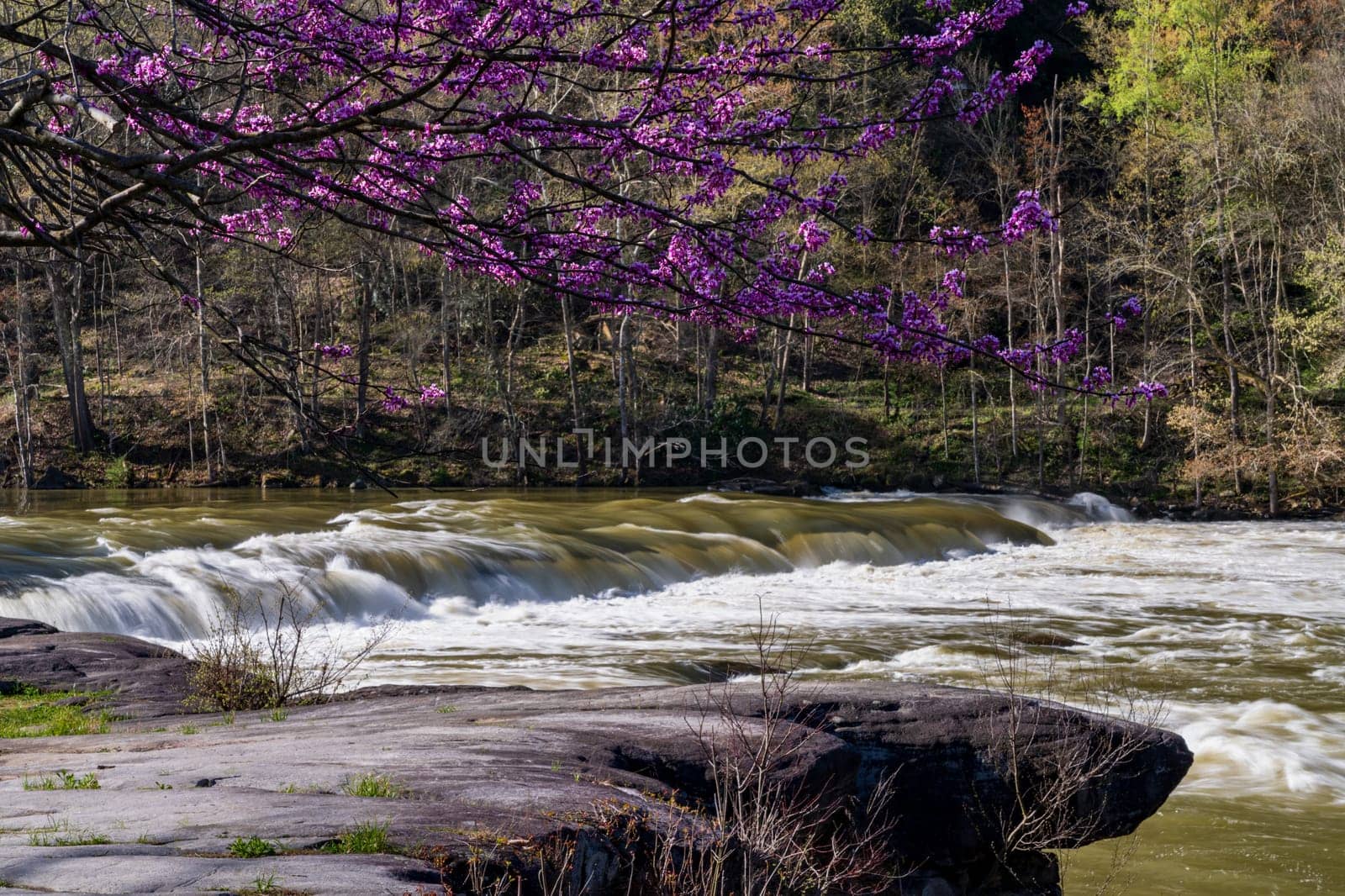 Valley Falls State Park near Fairmont in West Virginia on a colorful and bright spring day with redbud blossoms on the trees