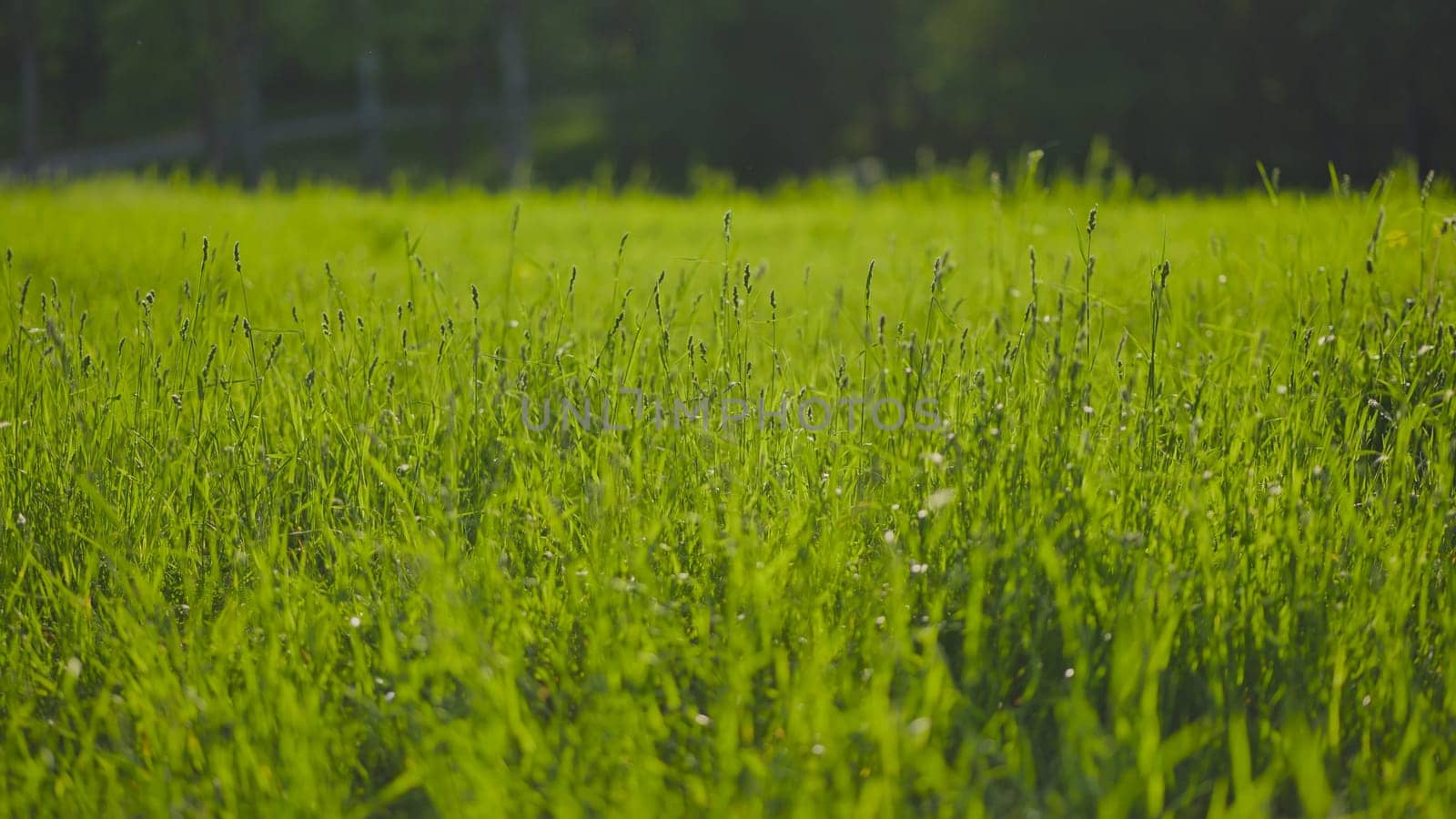 Grass and green meadow in summer. The video is sketched with a slider. by DovidPro