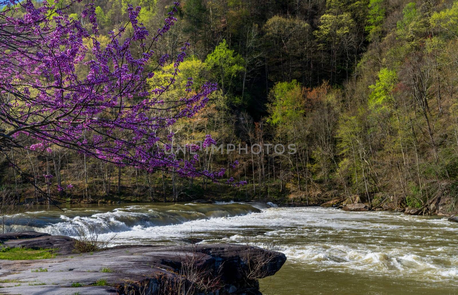 Valley Falls State Park near Fairmont in West Virginia on a colorful and bright spring day with redbud blossoms on the trees