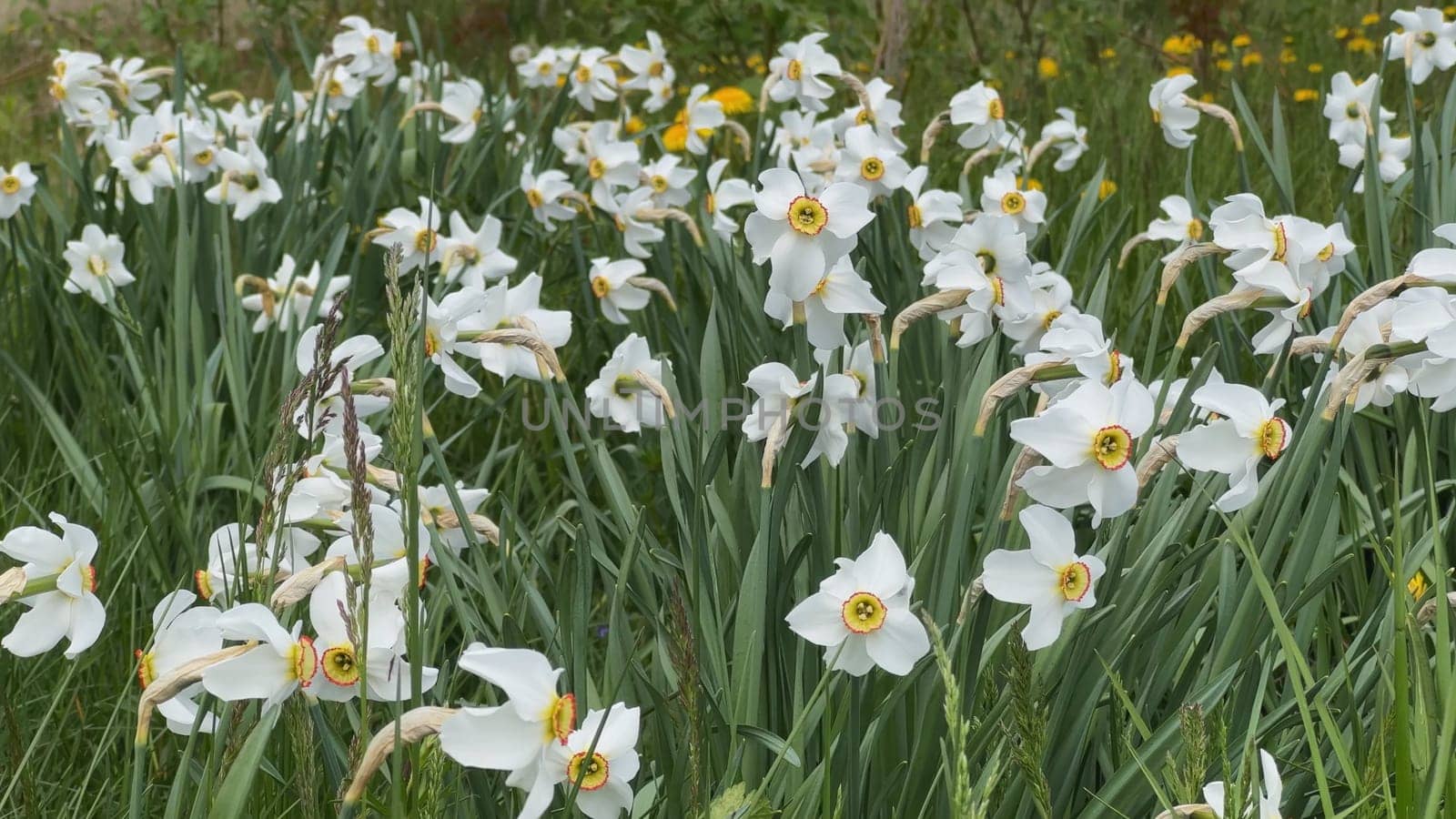 White daffodil flowers grow in a meadow. by DovidPro