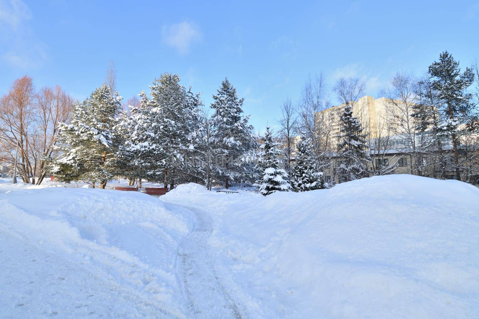 Snow-covered alley in a winter park in Moscow, Russia by olgavolodina