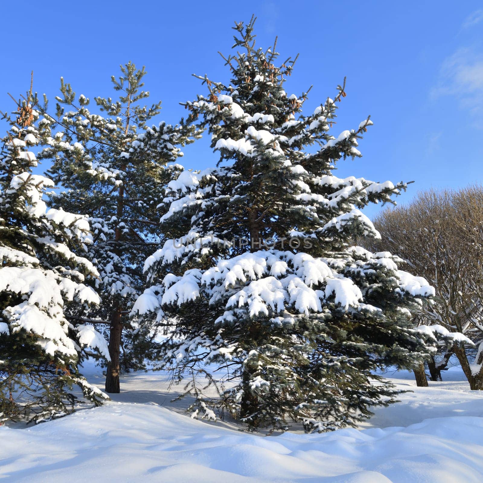 Spruce trees covered with snow in park, Russia
